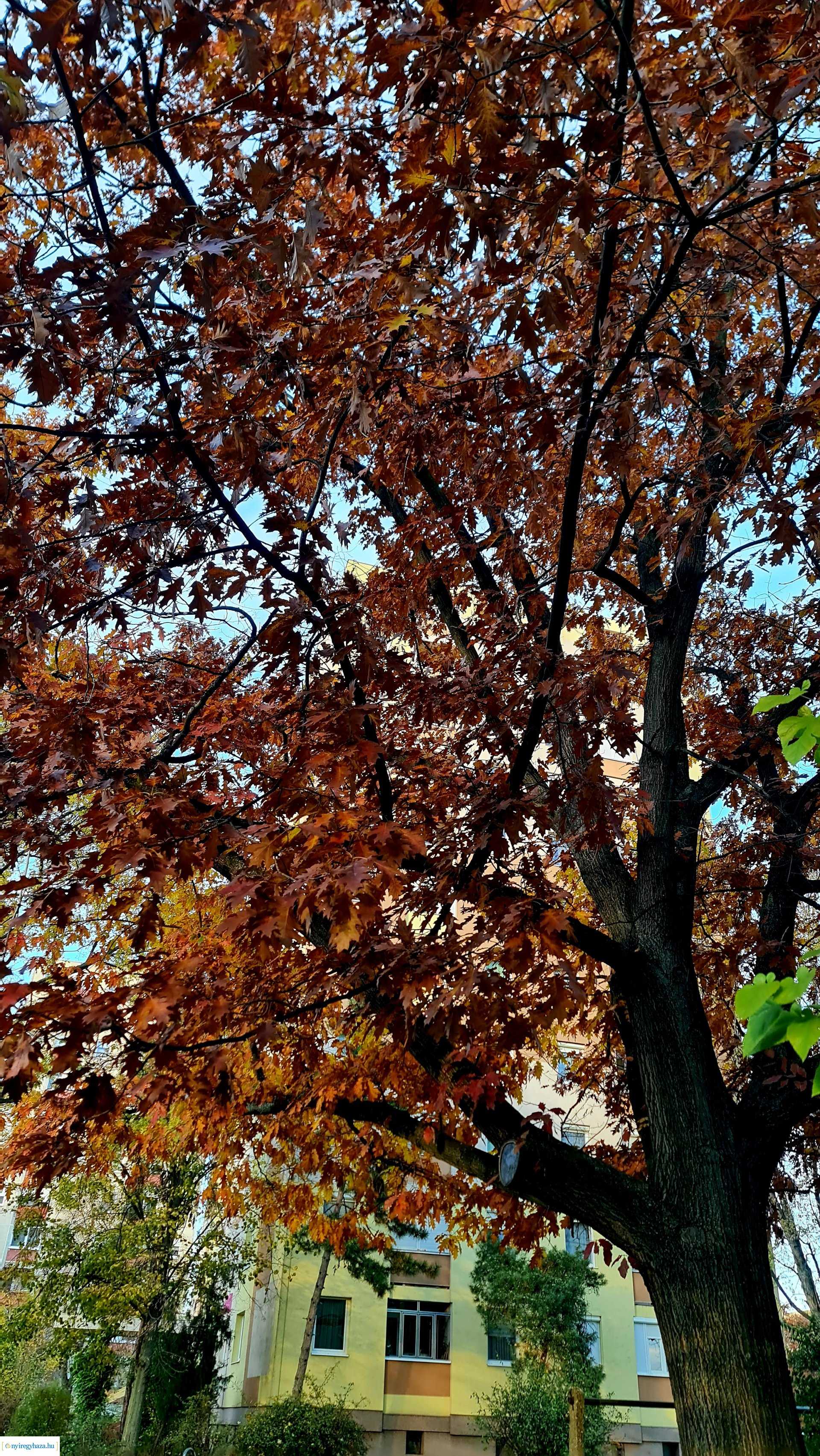 Az ősz színei Nyíregyházán