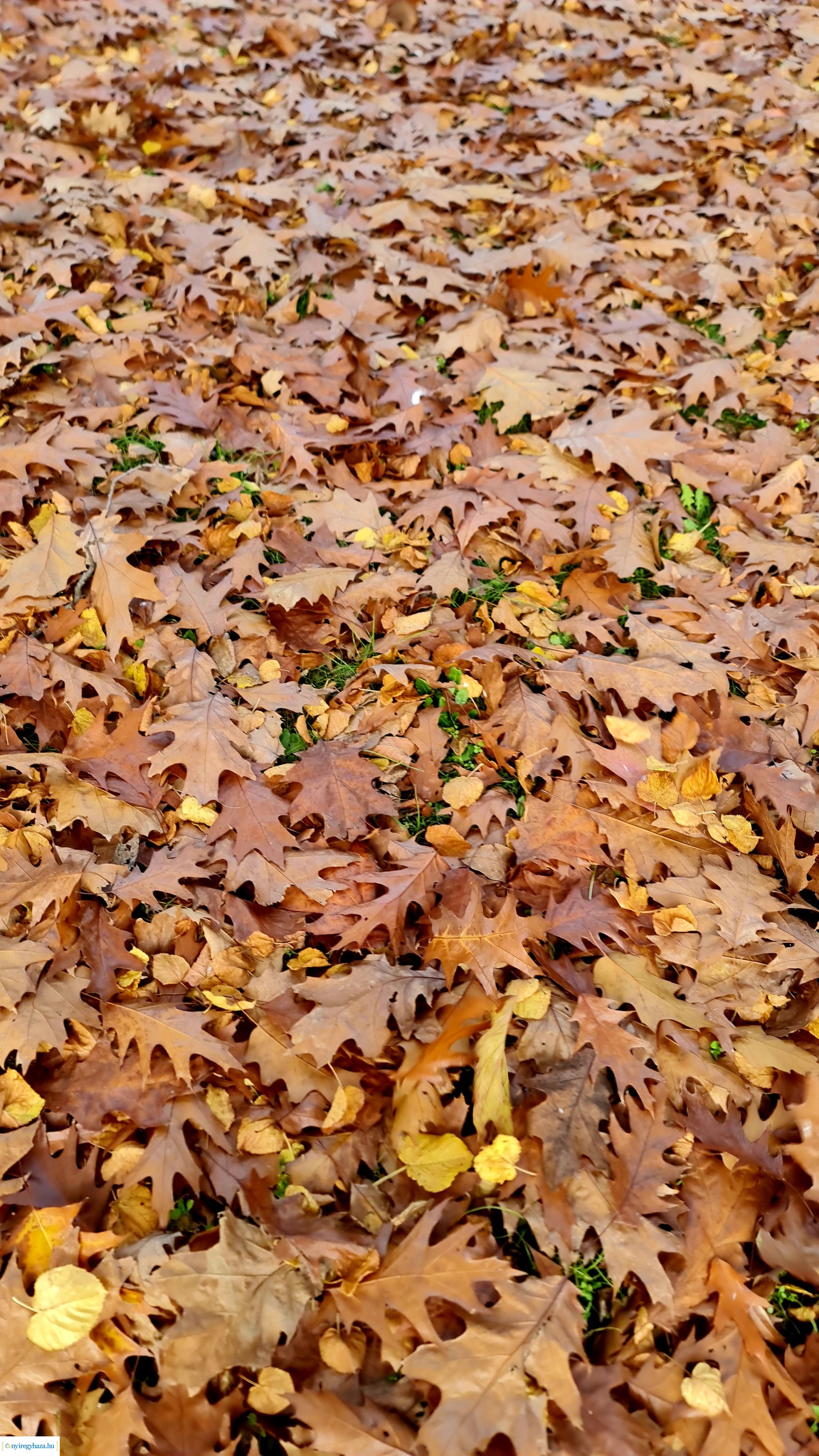 Az ősz színei Nyíregyházán