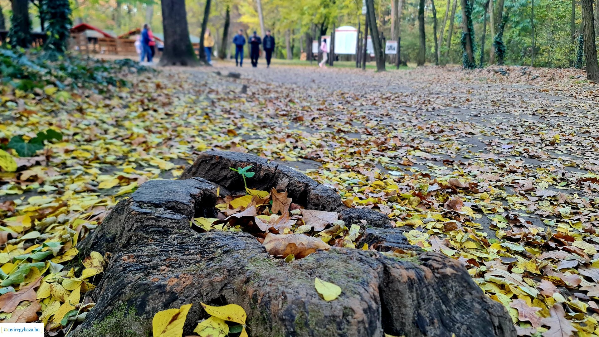 Az ősz színei Nyíregyházán