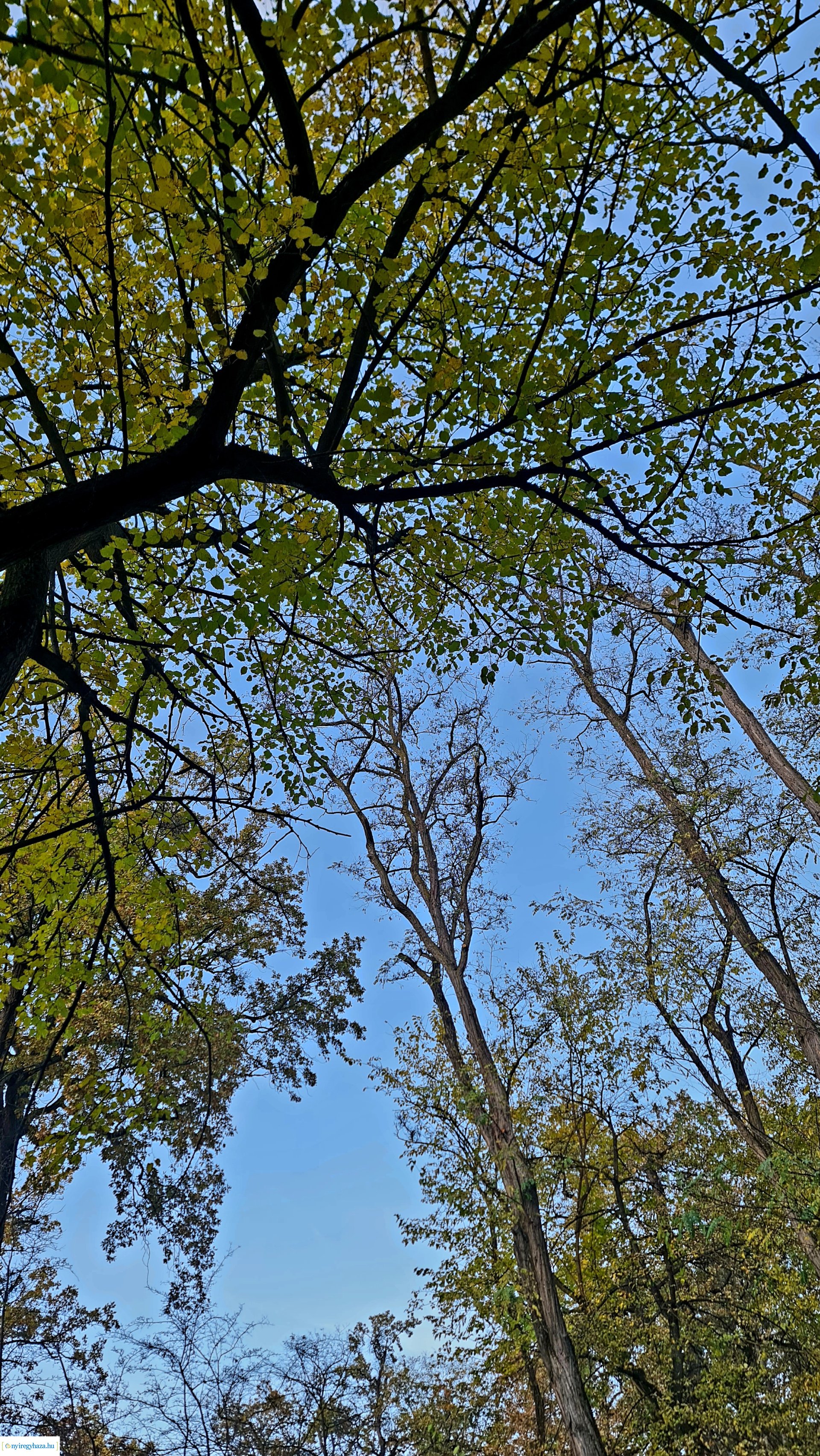 Az ősz színei Nyíregyházán