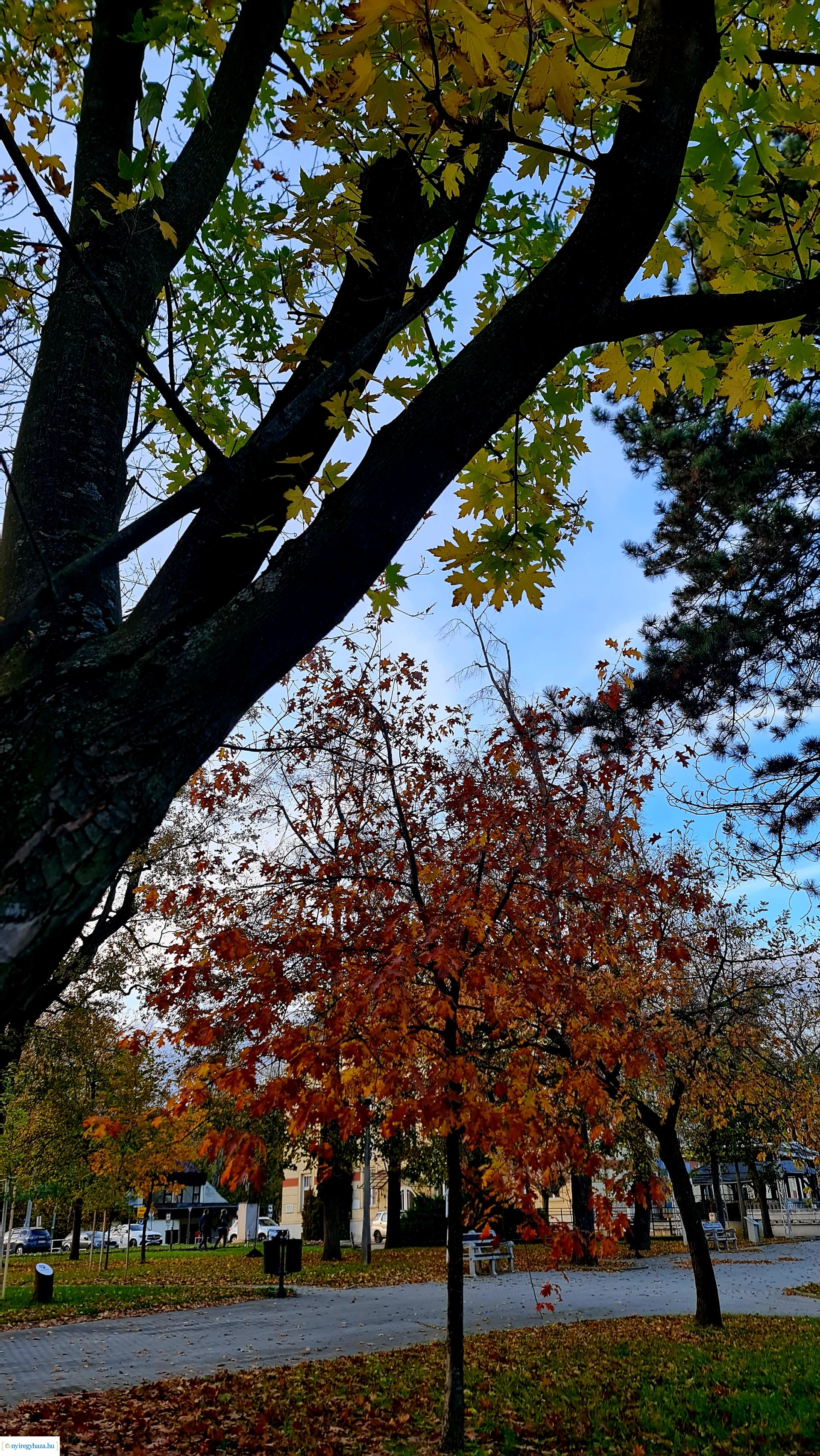 Az ősz színei Nyíregyházán
