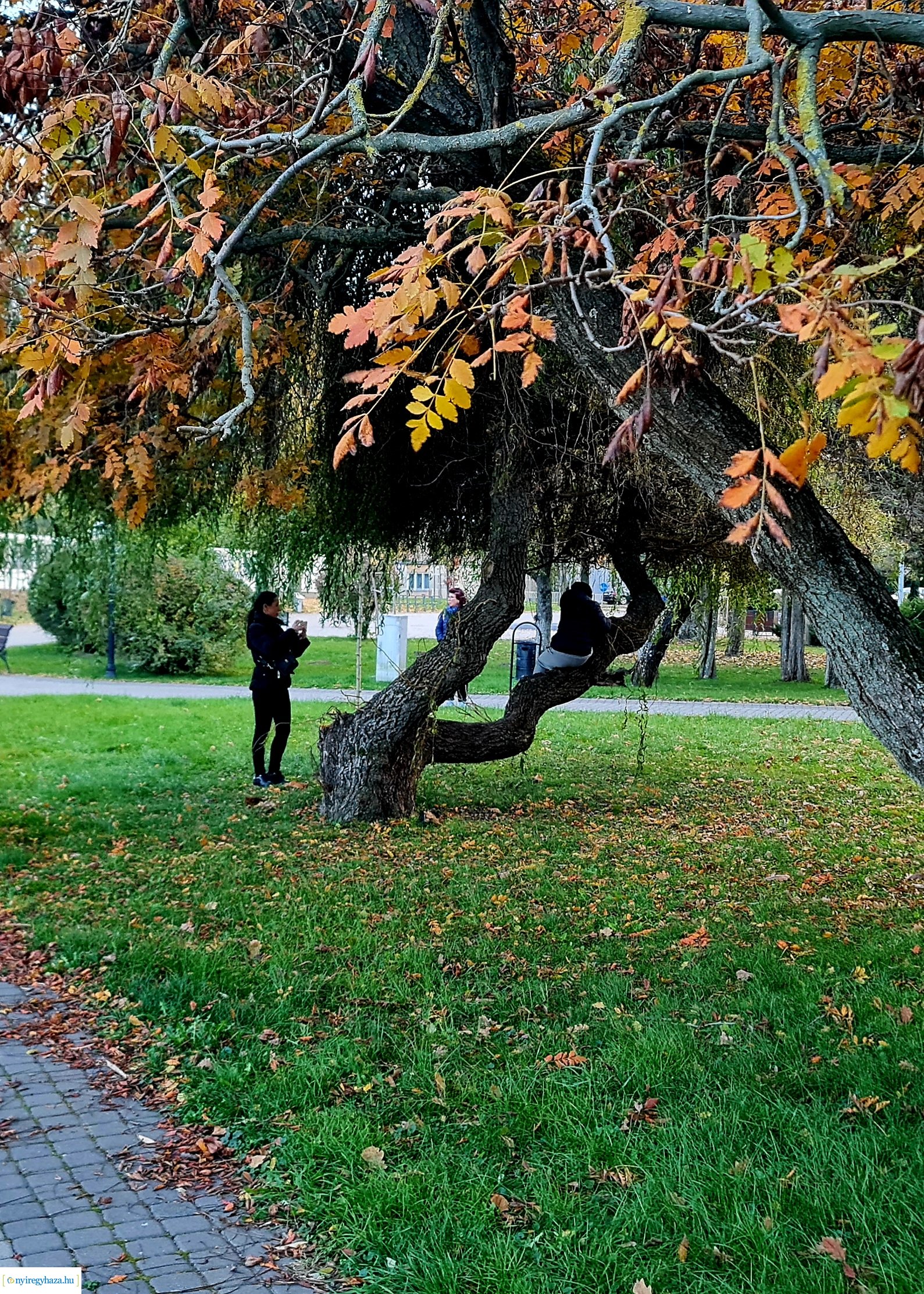 Az ősz színei Nyíregyházán