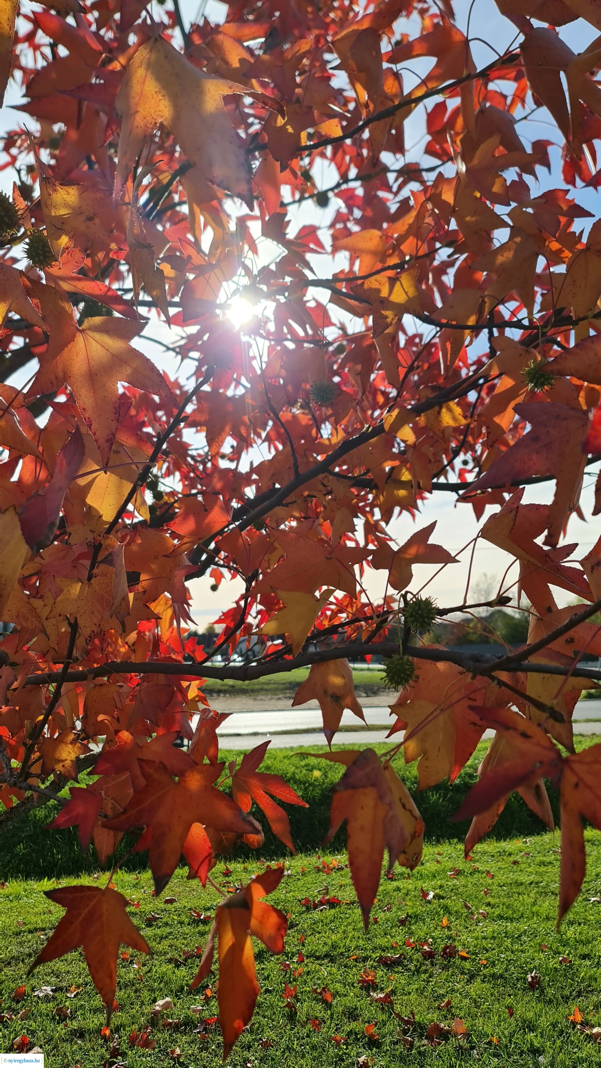 Az ősz színei Nyíregyházán