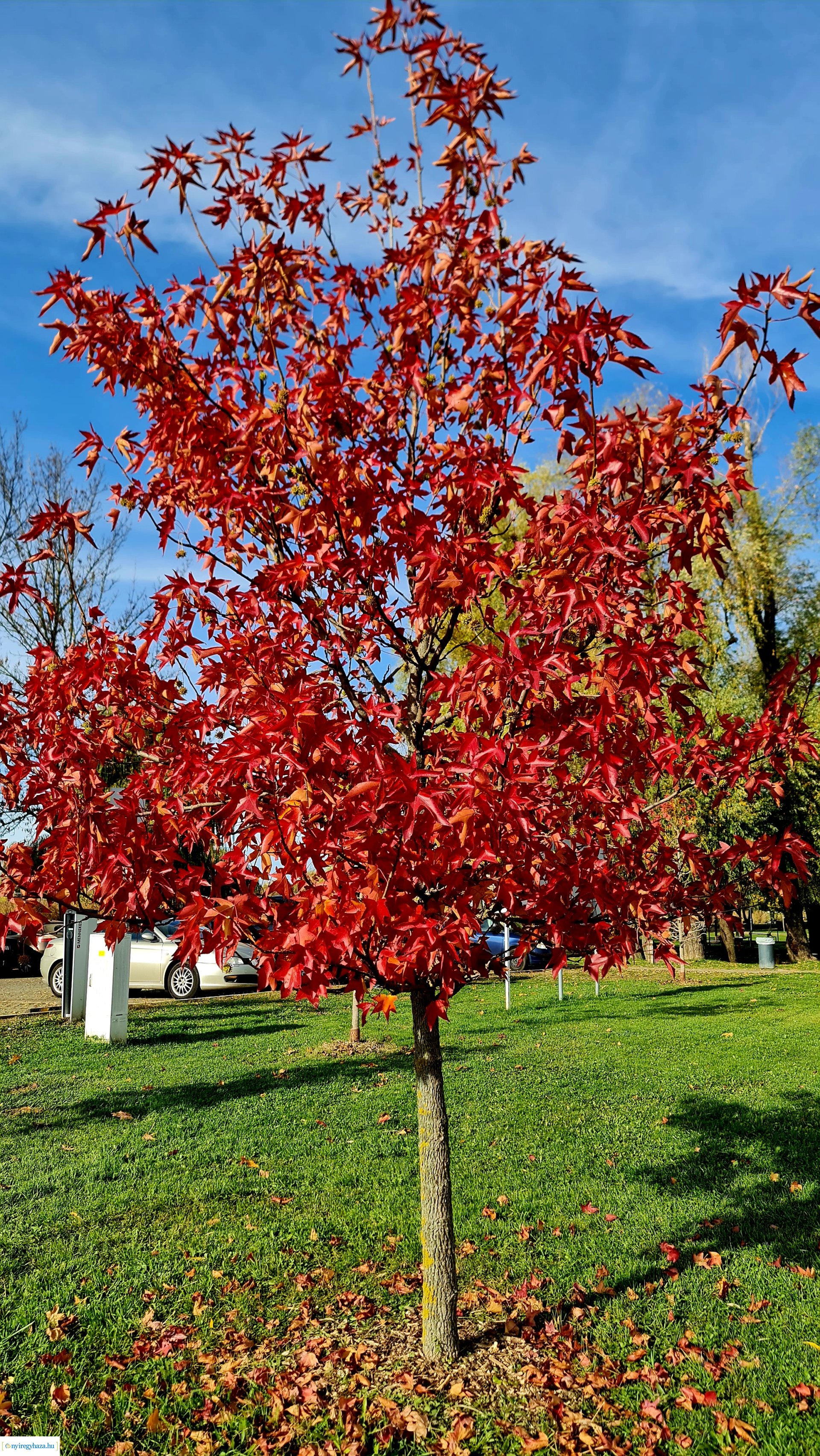 Az ősz színei Nyíregyházán