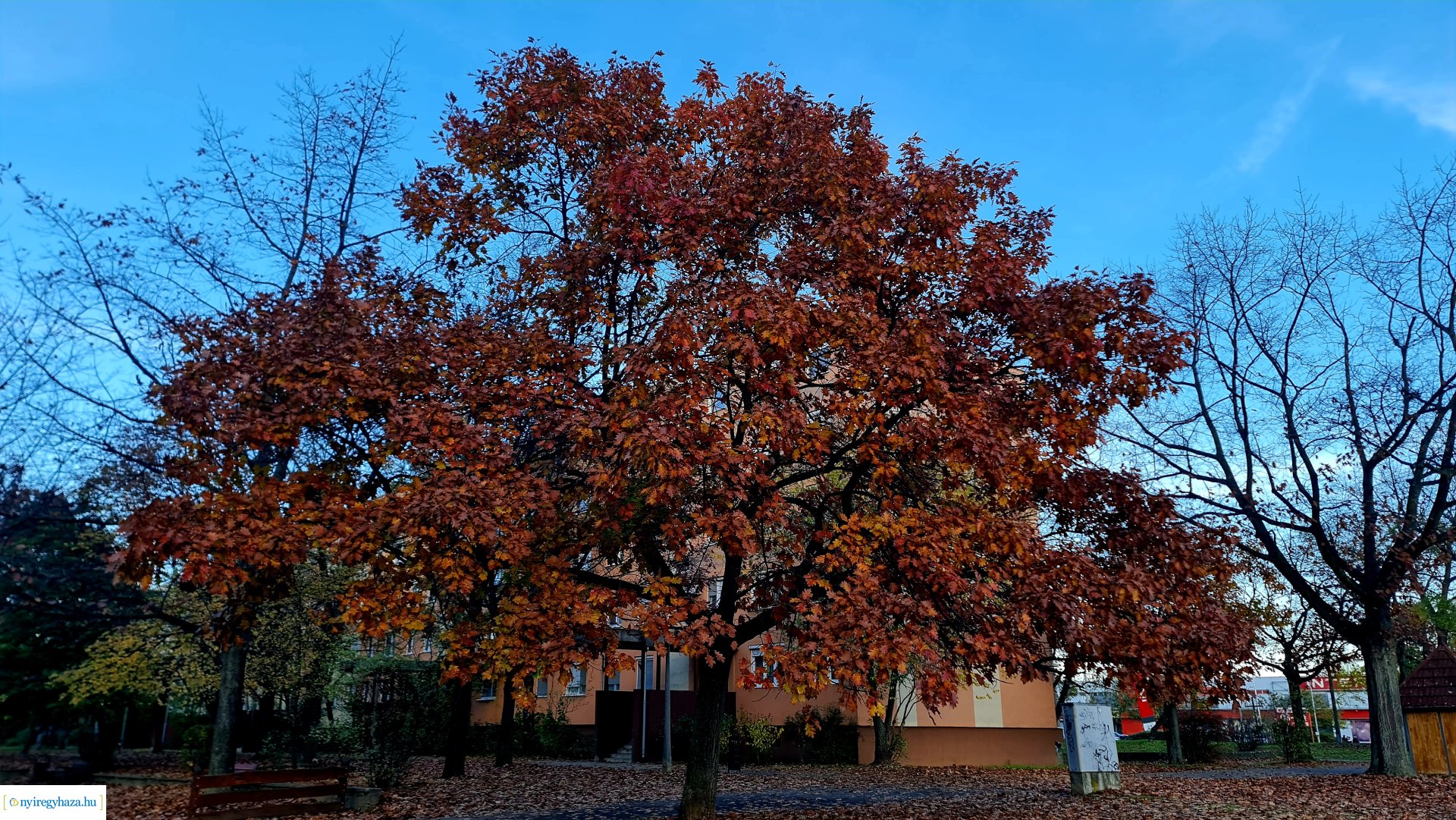 Az ősz színei Nyíregyházán