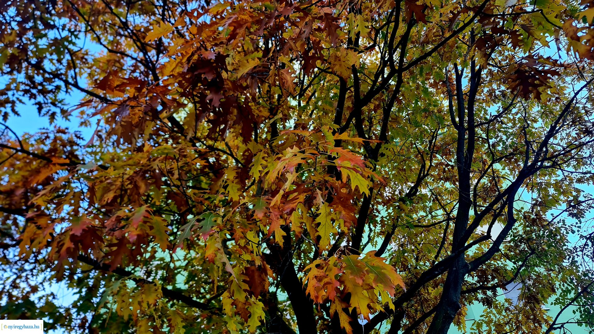 Az ősz színei Nyíregyházán