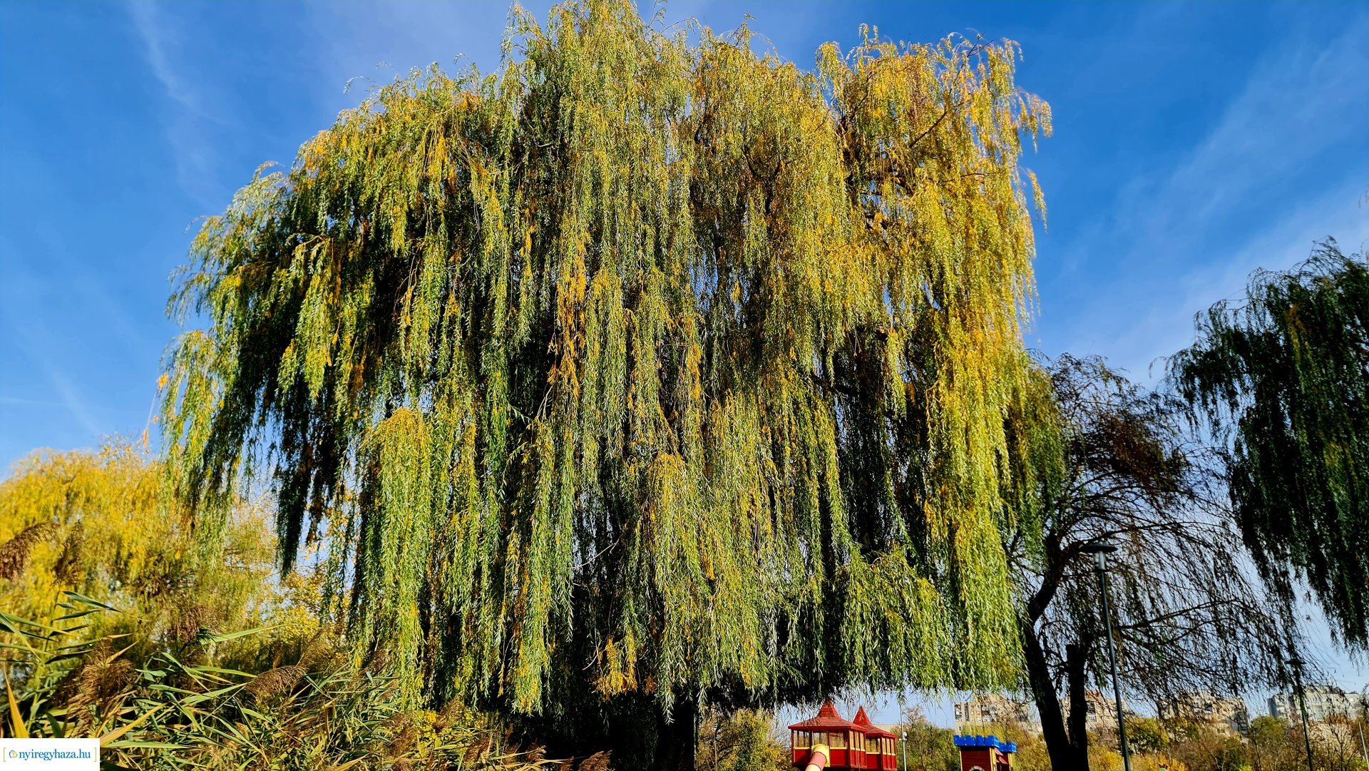 Az ősz színei Nyíregyházán