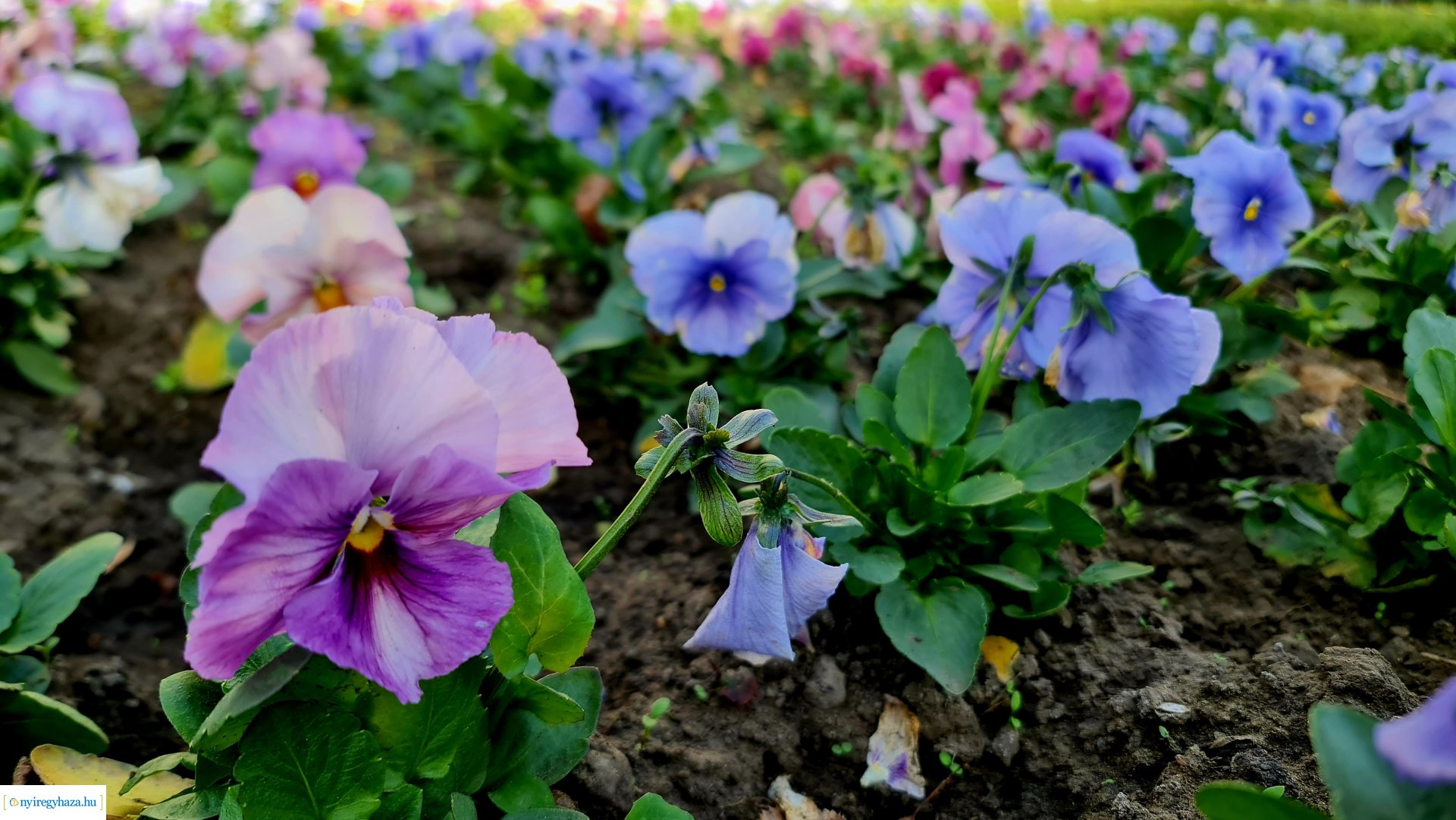 Az ősz színei Nyíregyházán