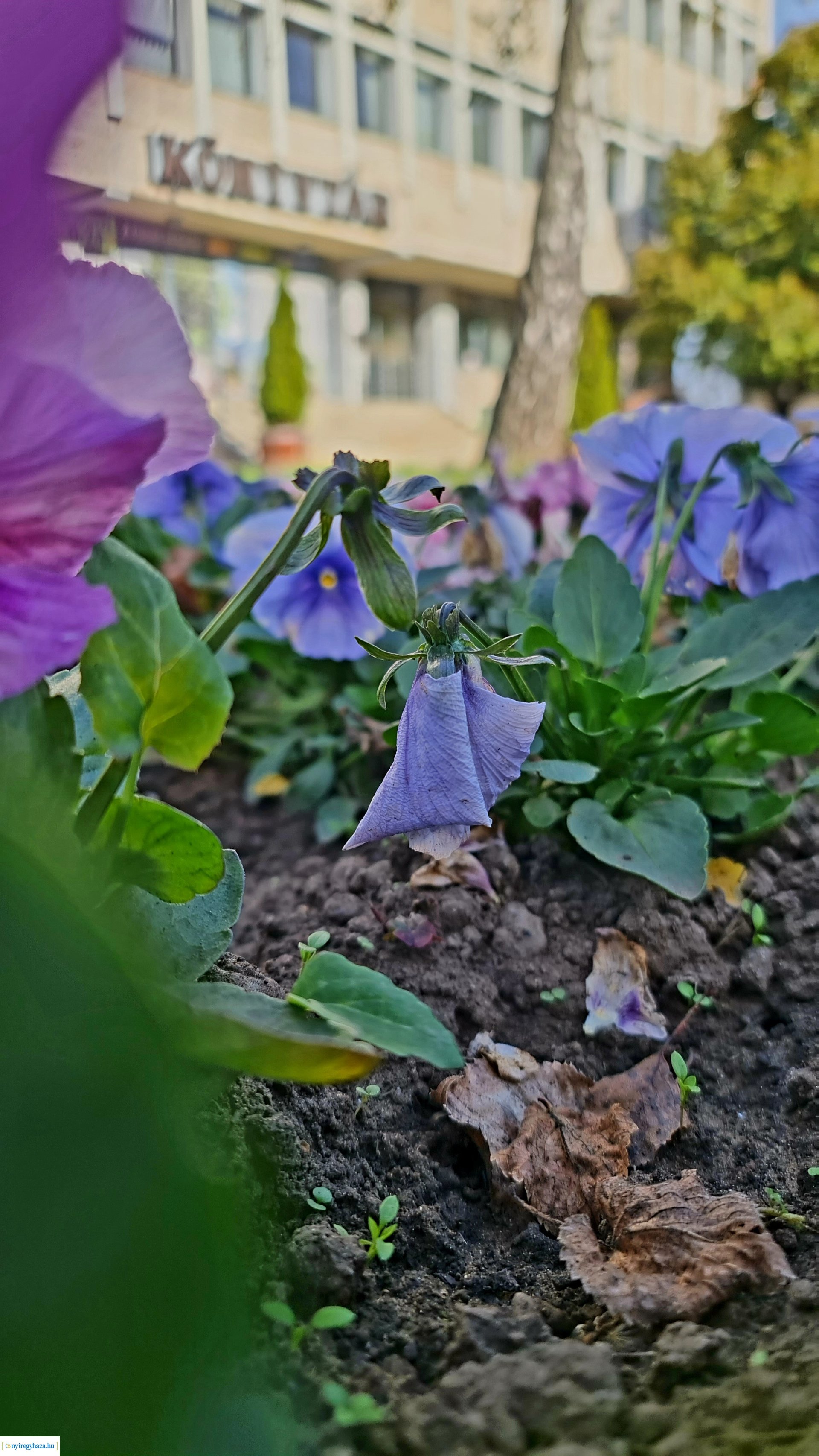 Az ősz színei Nyíregyházán