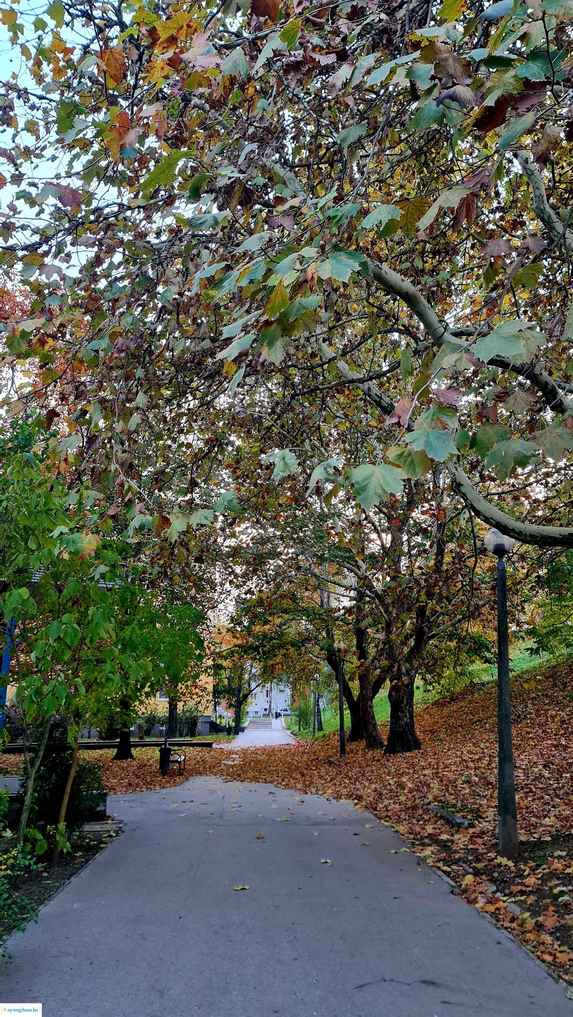 Az ősz színei Nyíregyházán