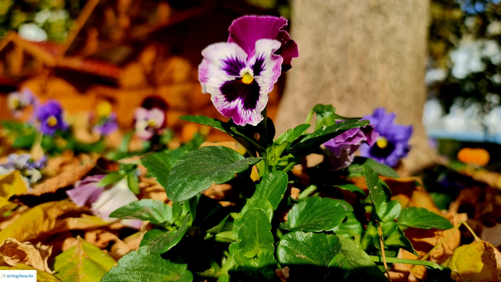 Az ősz színei Nyíregyházán