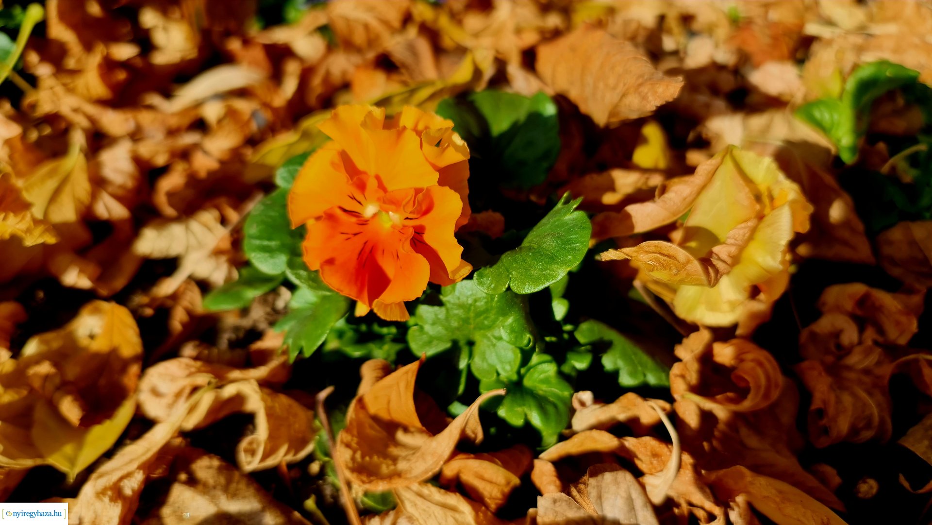 Az ősz színei Nyíregyházán