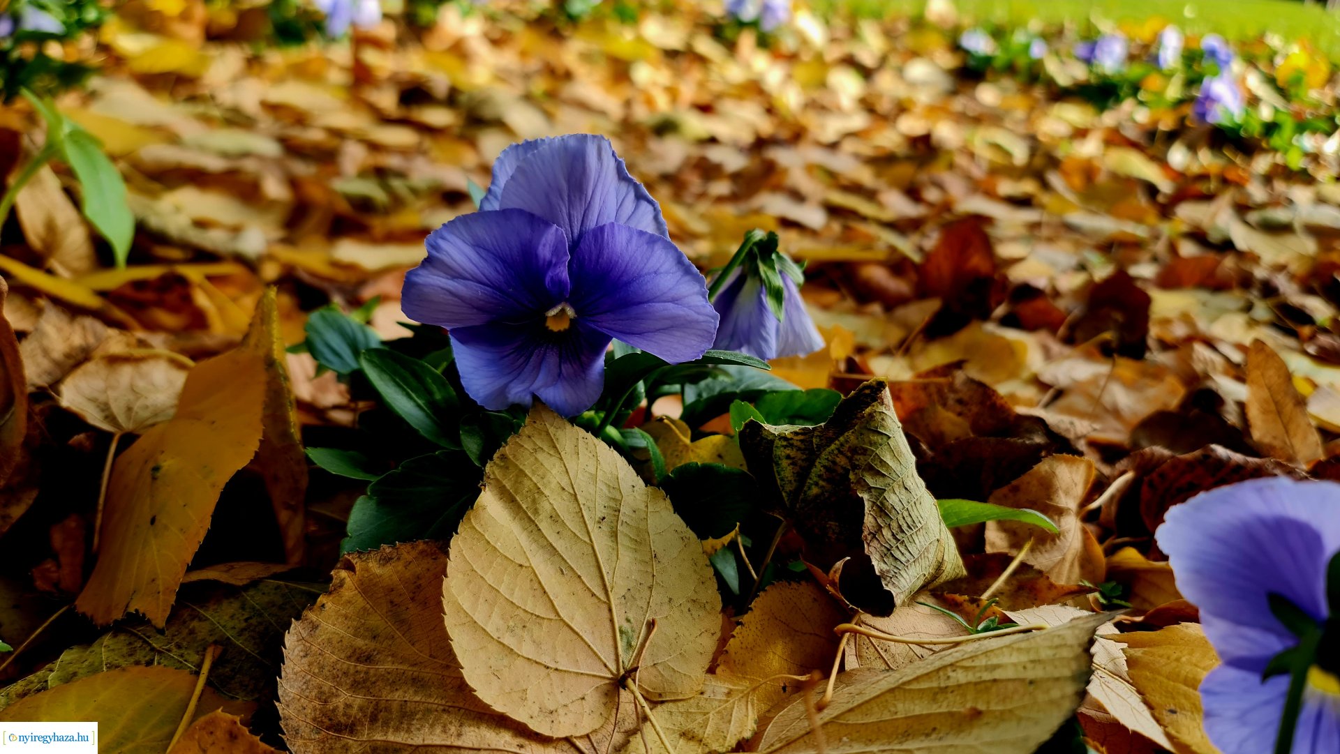 Az ősz színei Nyíregyházán