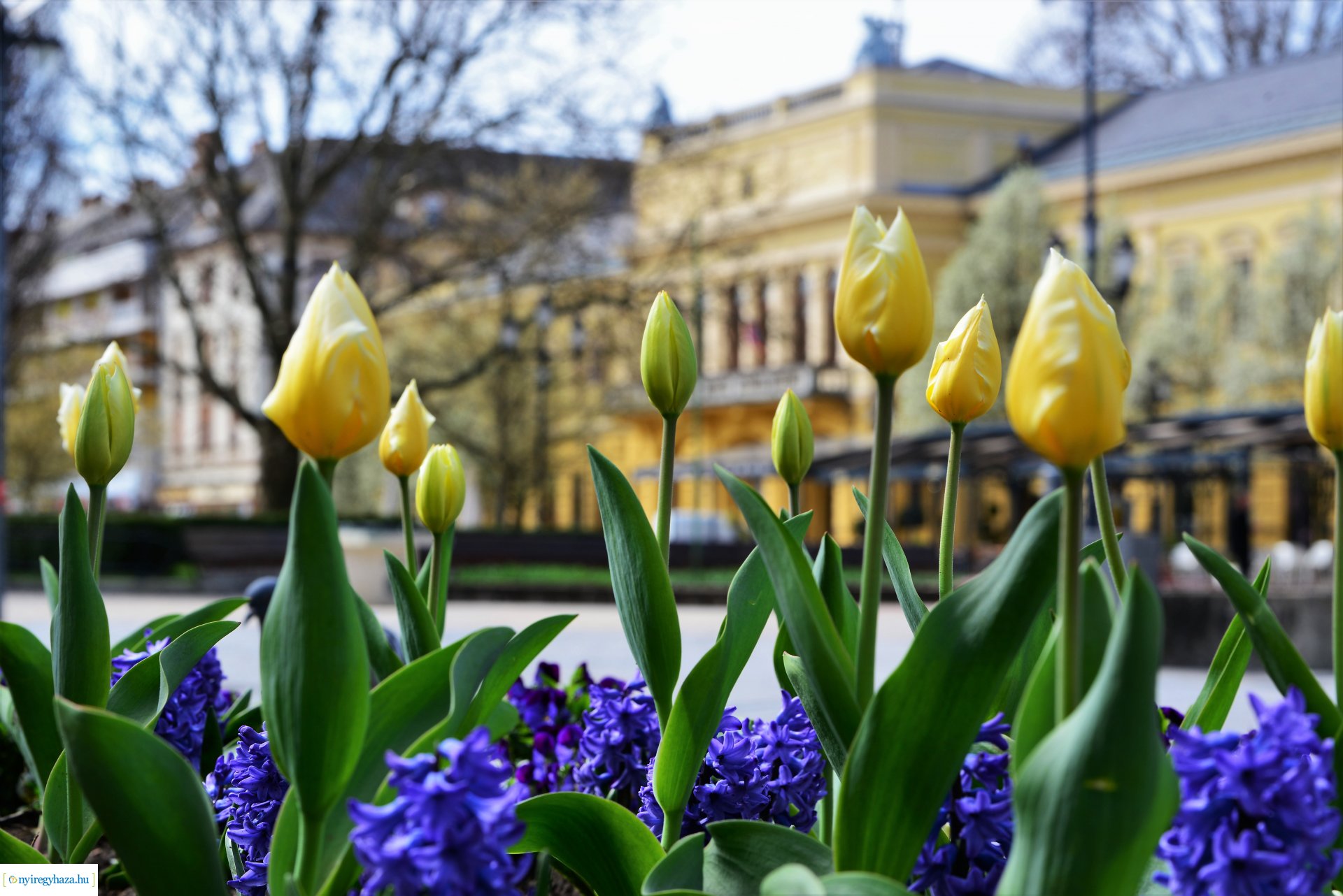 Az tavasz korai hírnökei belvárosunkban