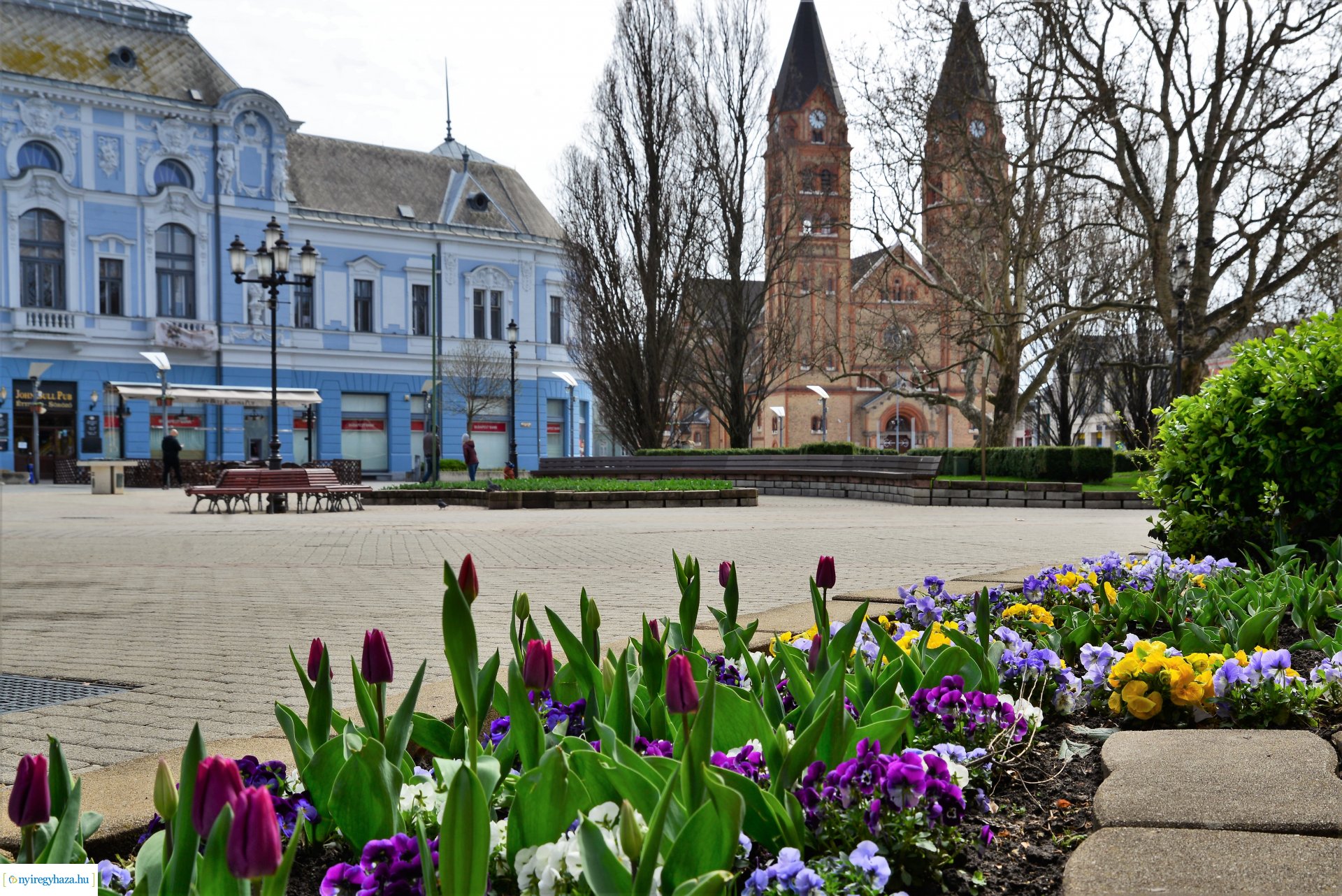 Az tavasz korai hírnökei belvárosunkban