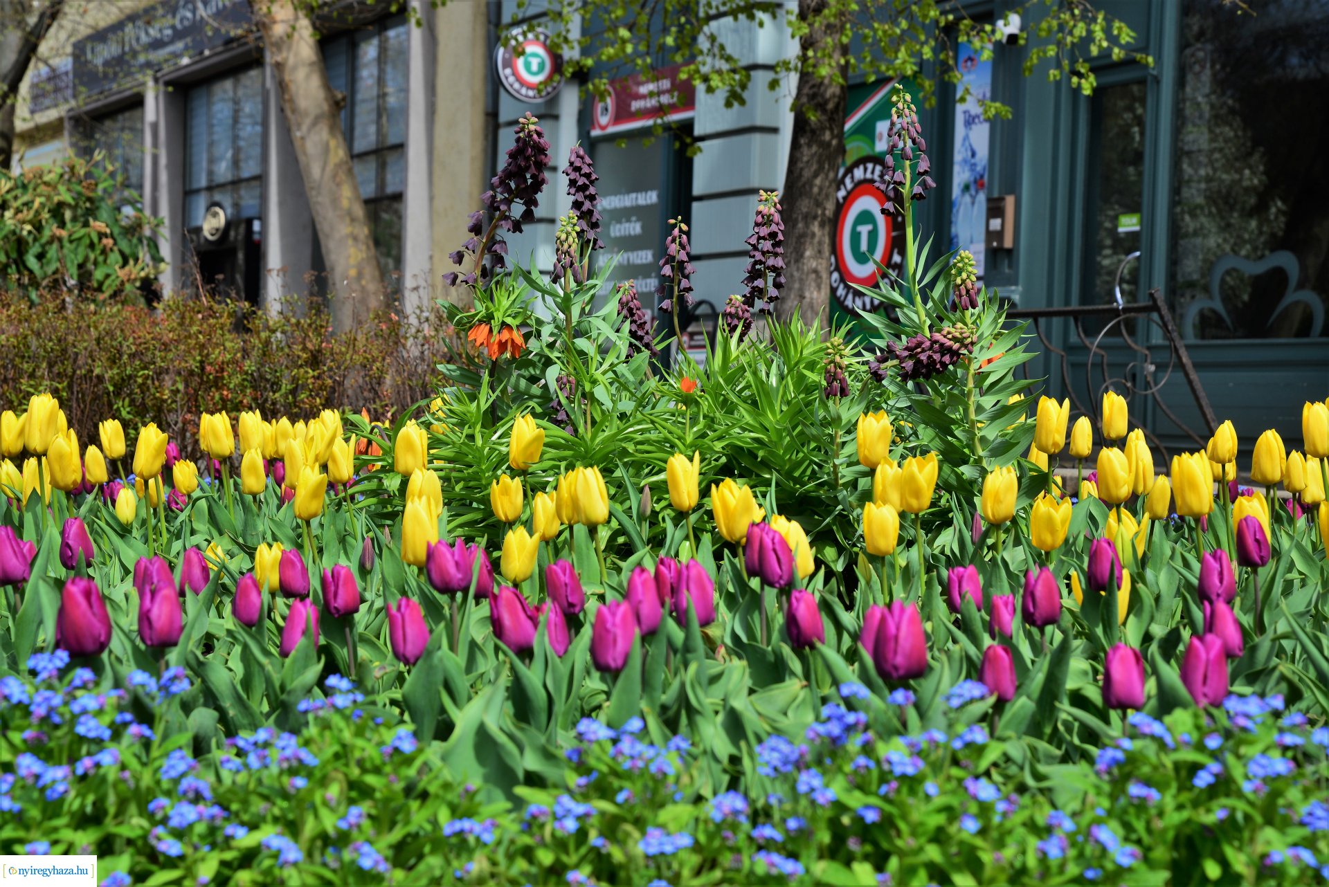 Az tavasz korai hírnökei belvárosunkban