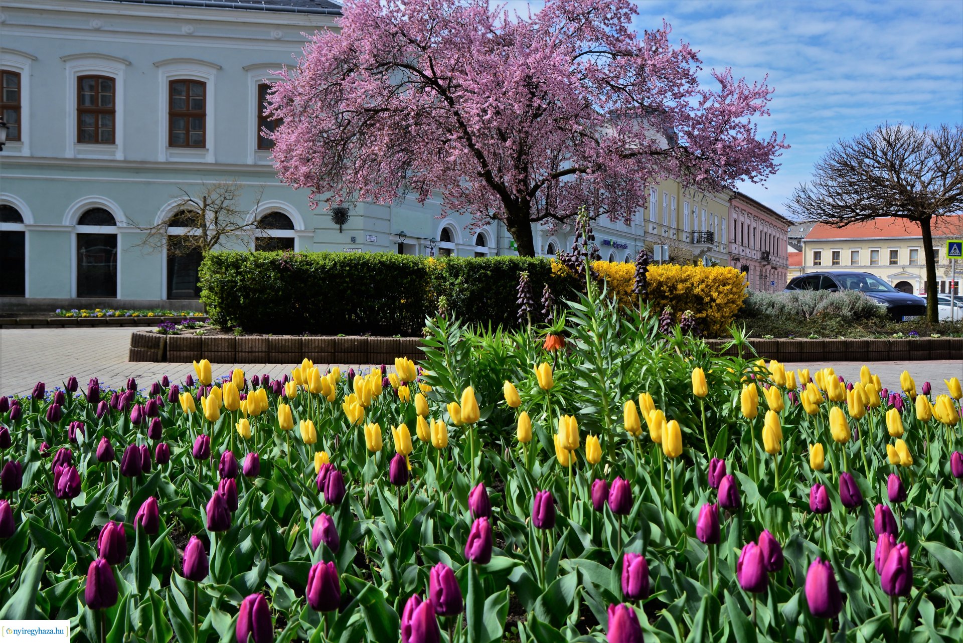 Az tavasz korai hírnökei belvárosunkban