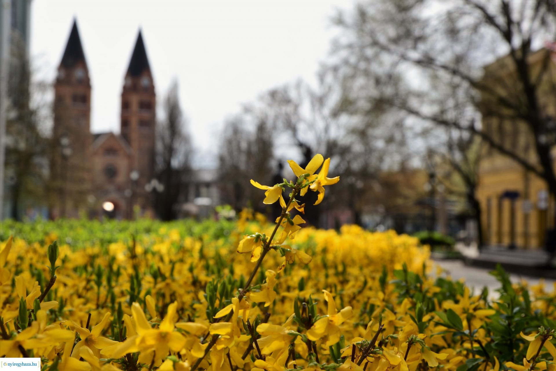 Az tavasz korai hírnökei belvárosunkban