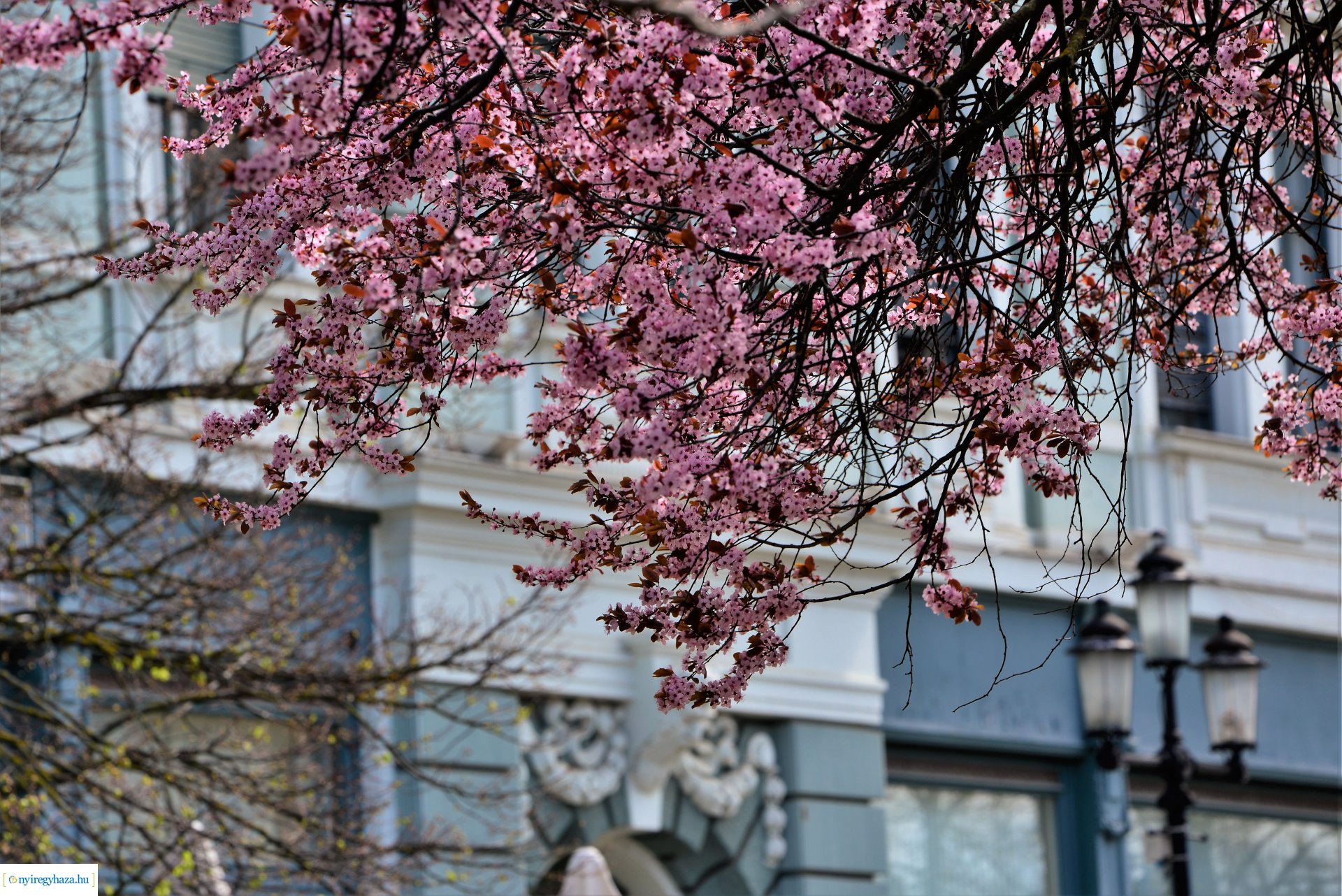 Az tavasz korai hírnökei belvárosunkban