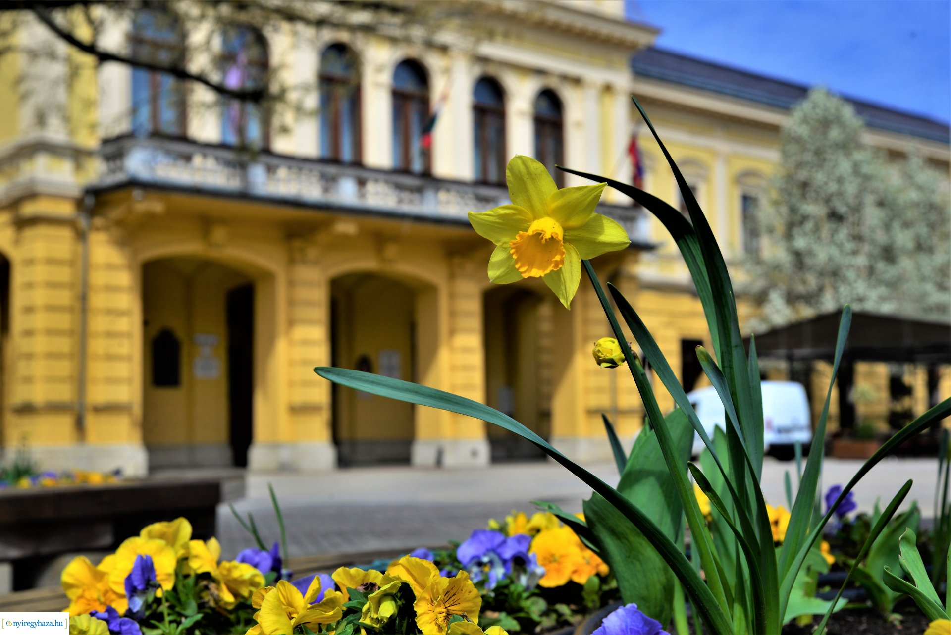 Az tavasz korai hírnökei belvárosunkban