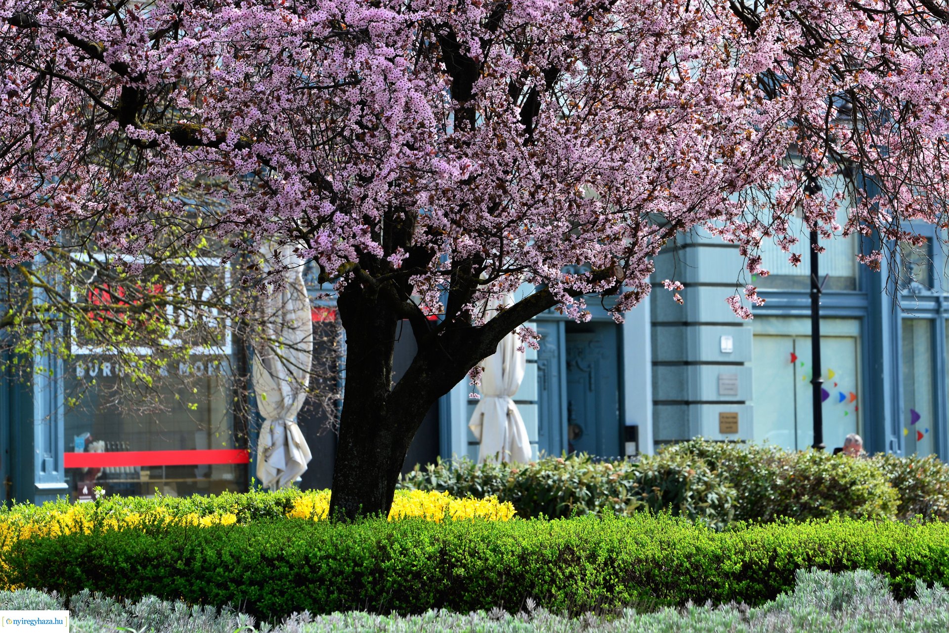 Az tavasz korai hírnökei belvárosunkban