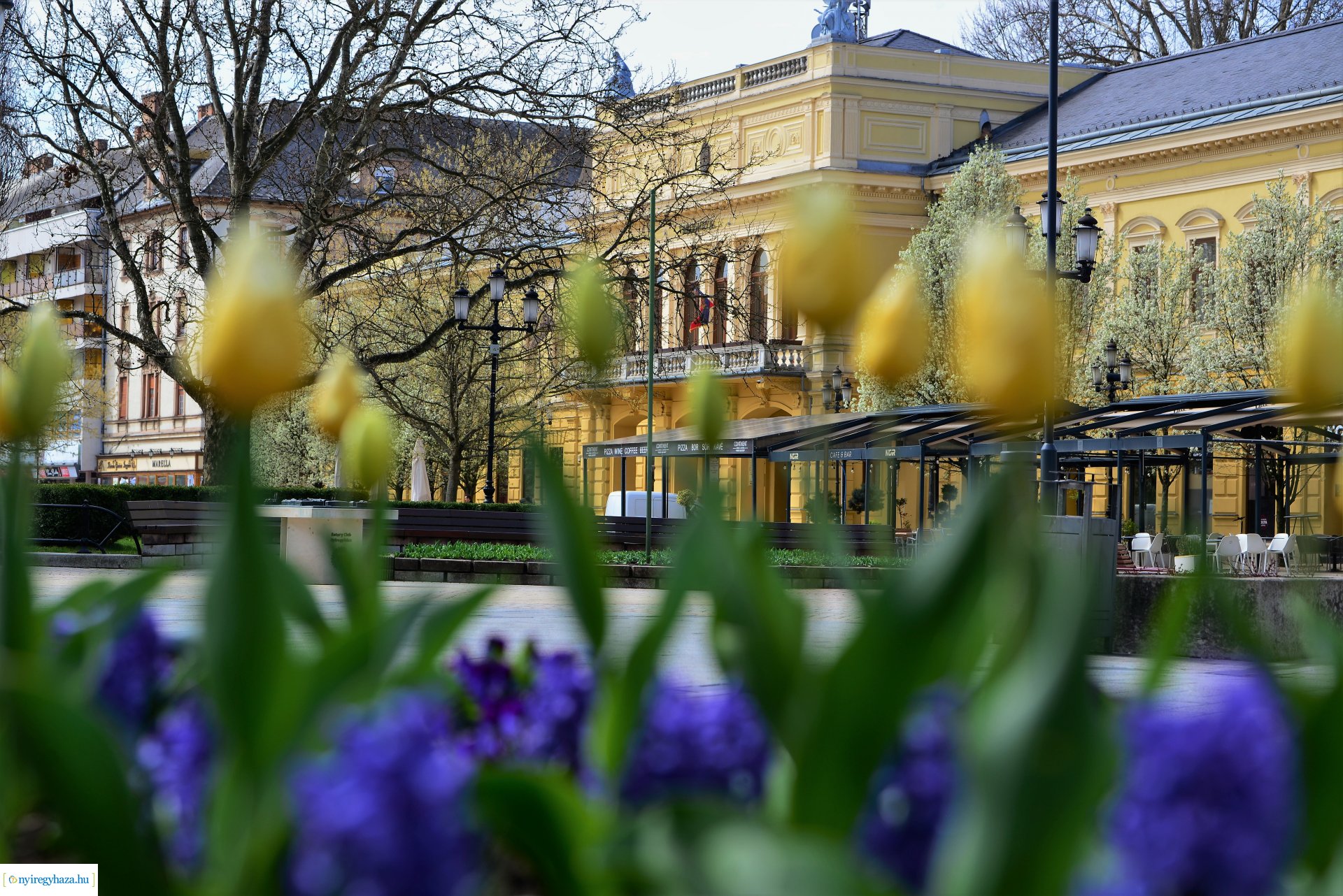 Az tavasz korai hírnökei belvárosunkban