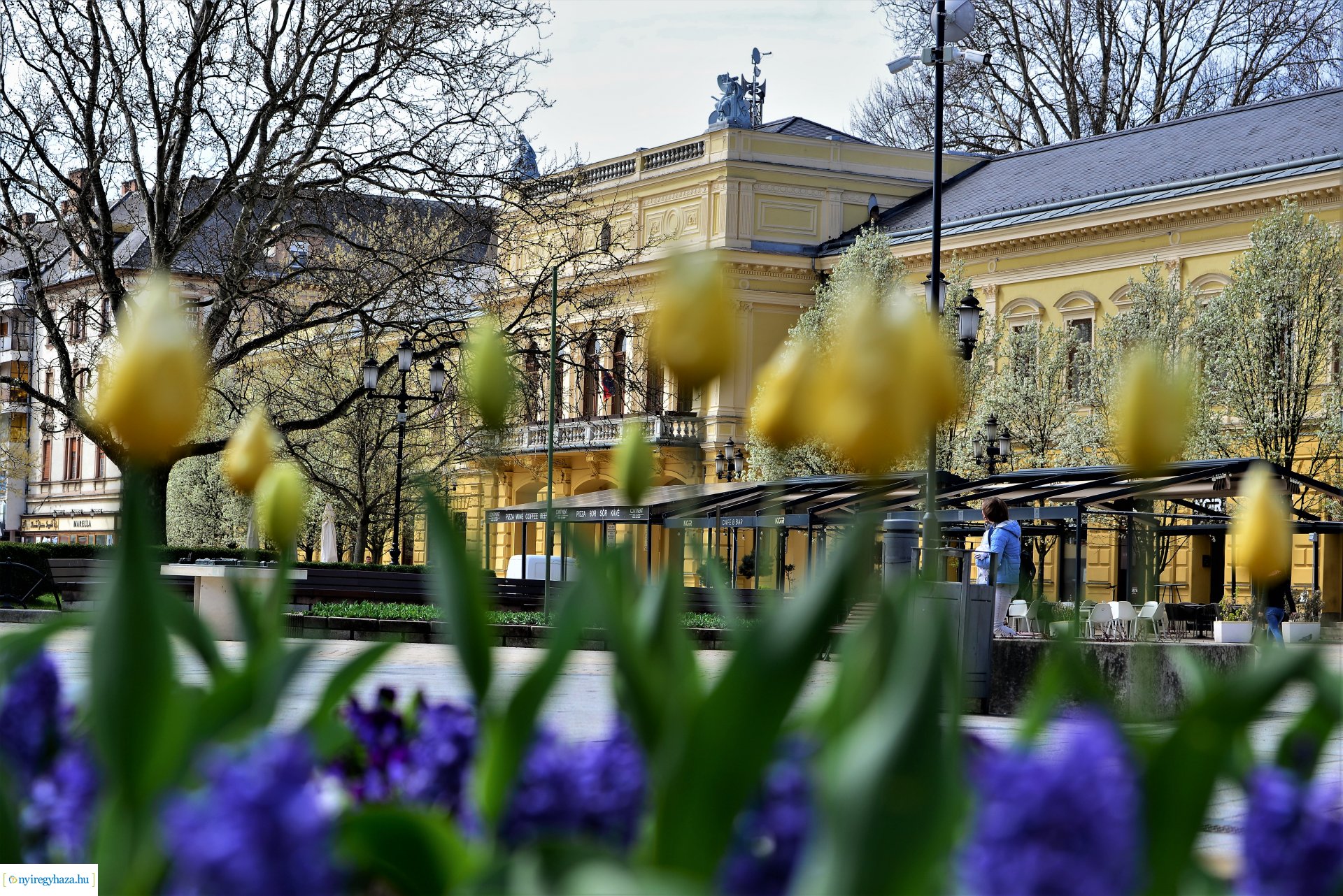 Az tavasz korai hírnökei belvárosunkban