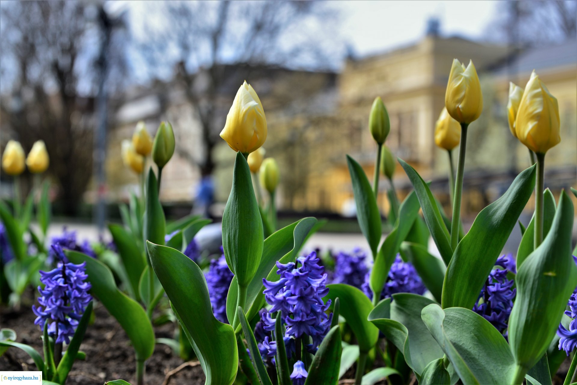 Az tavasz korai hírnökei belvárosunkban