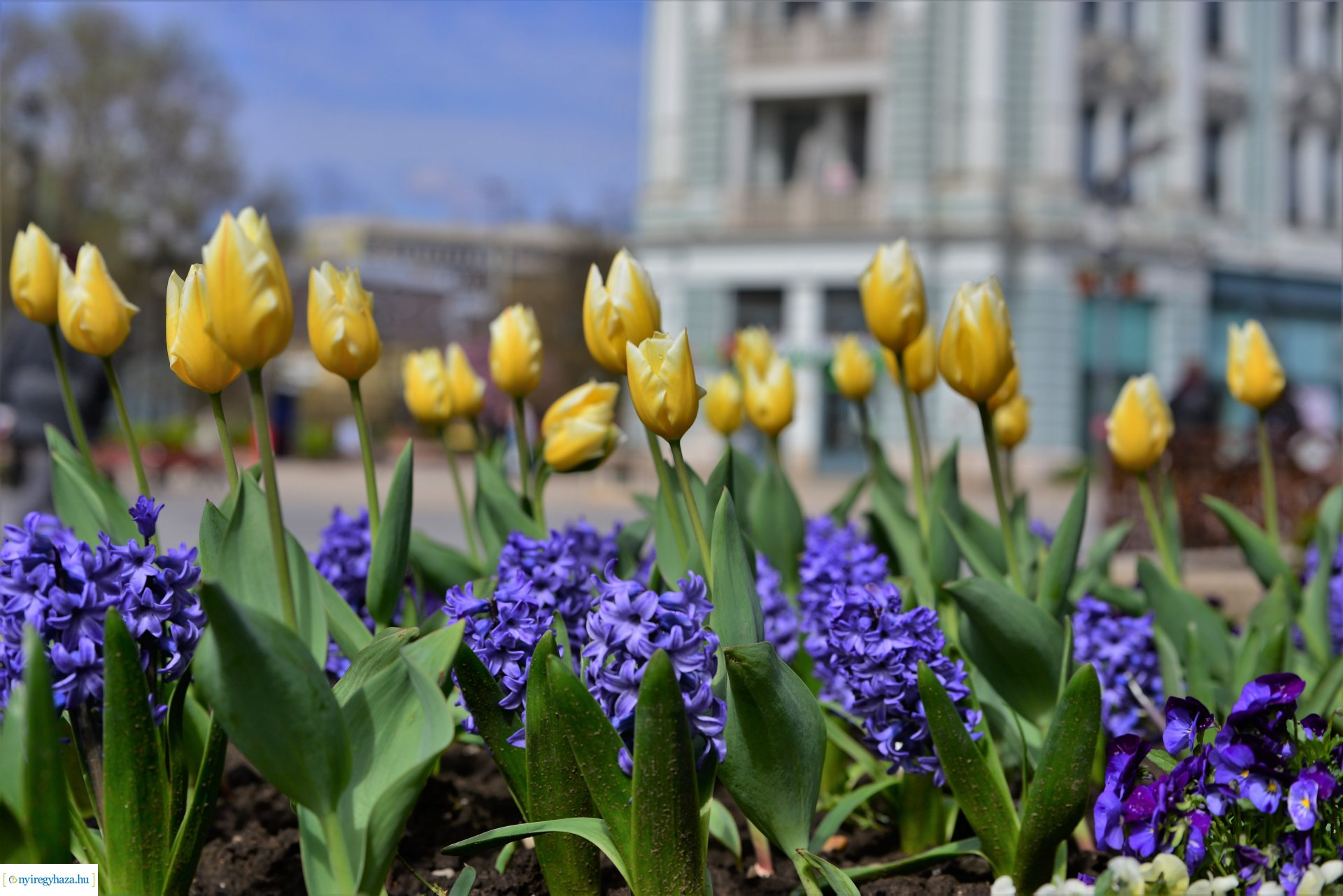 Az tavasz korai hírnökei belvárosunkban