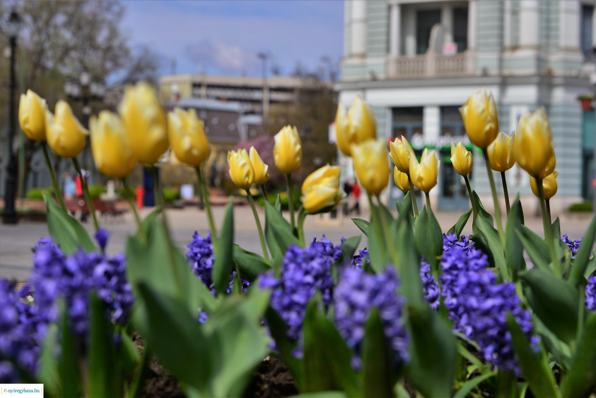 Az tavasz korai hírnökei belvárosunkban