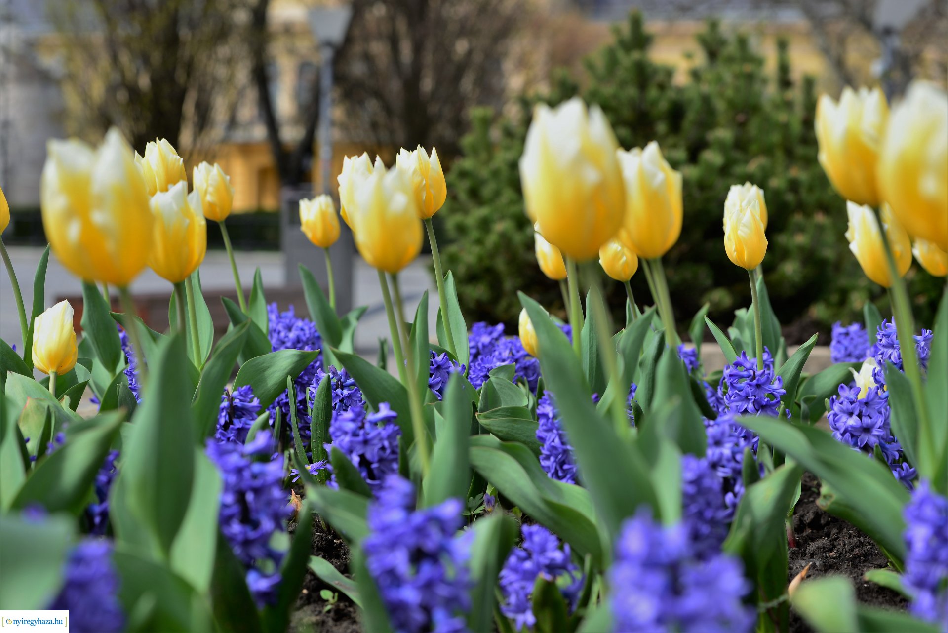Az tavasz korai hírnökei belvárosunkban