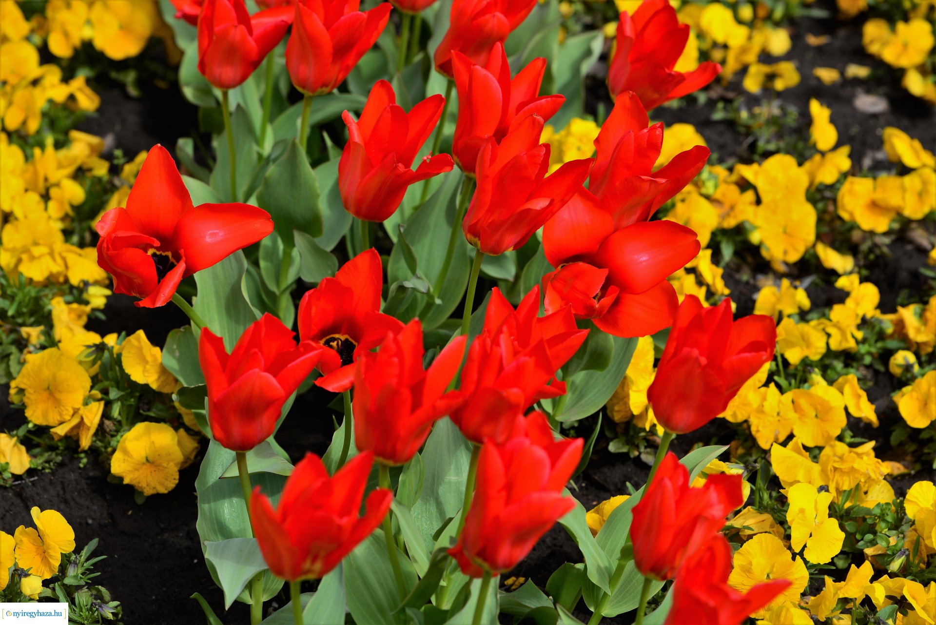 Az tavasz korai hírnökei belvárosunkban