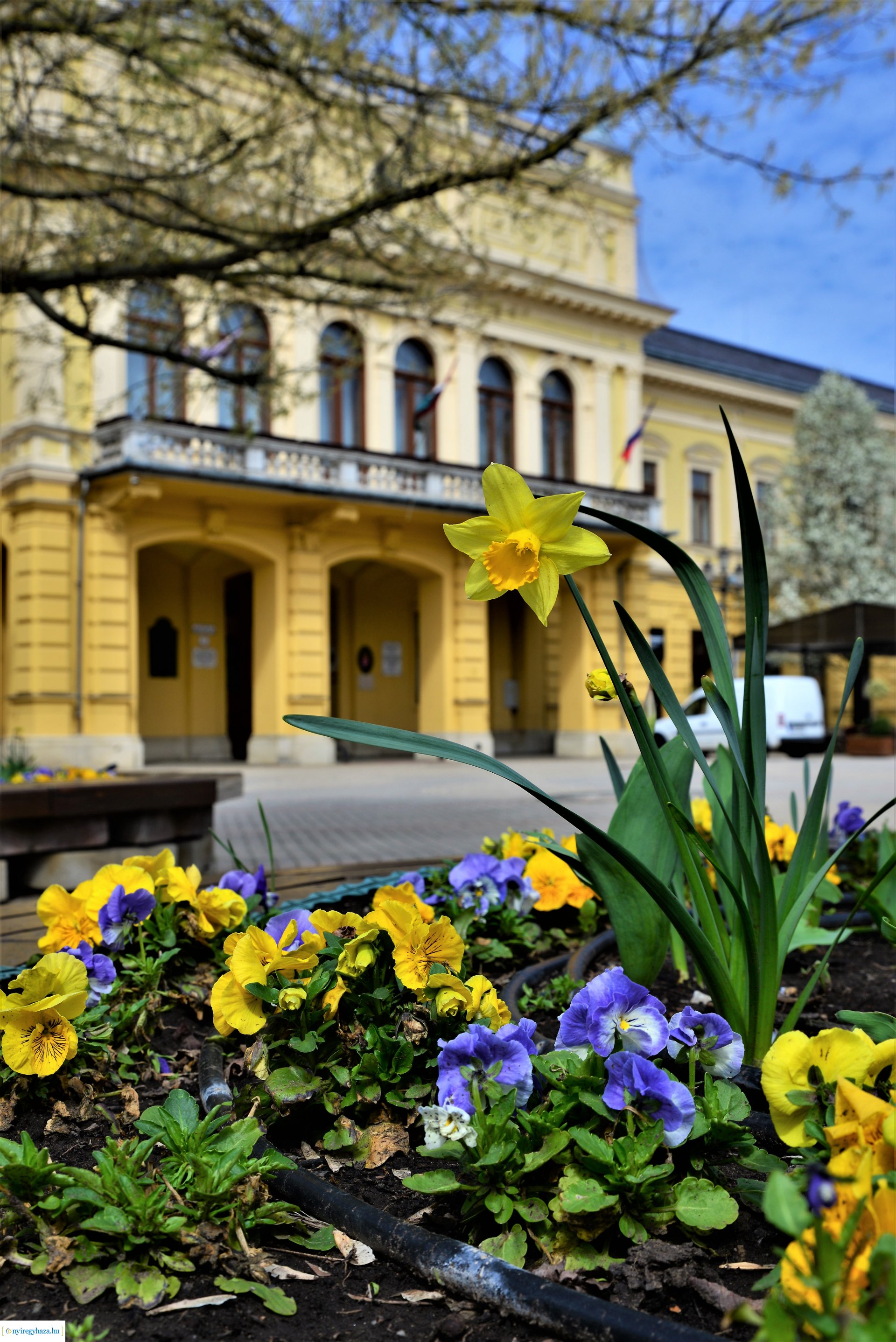 Az tavasz korai hírnökei belvárosunkban