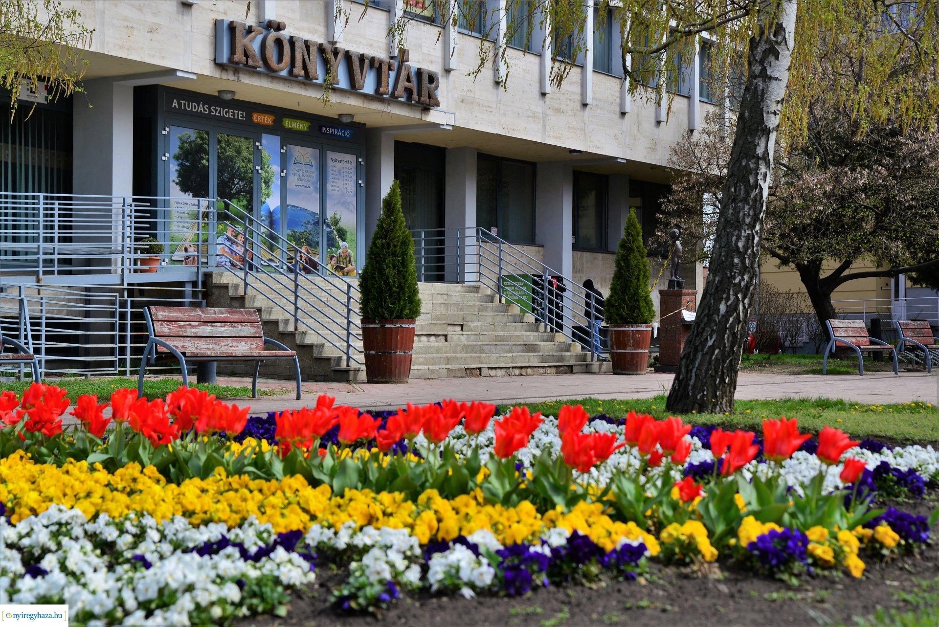 Az tavasz korai hírnökei belvárosunkban