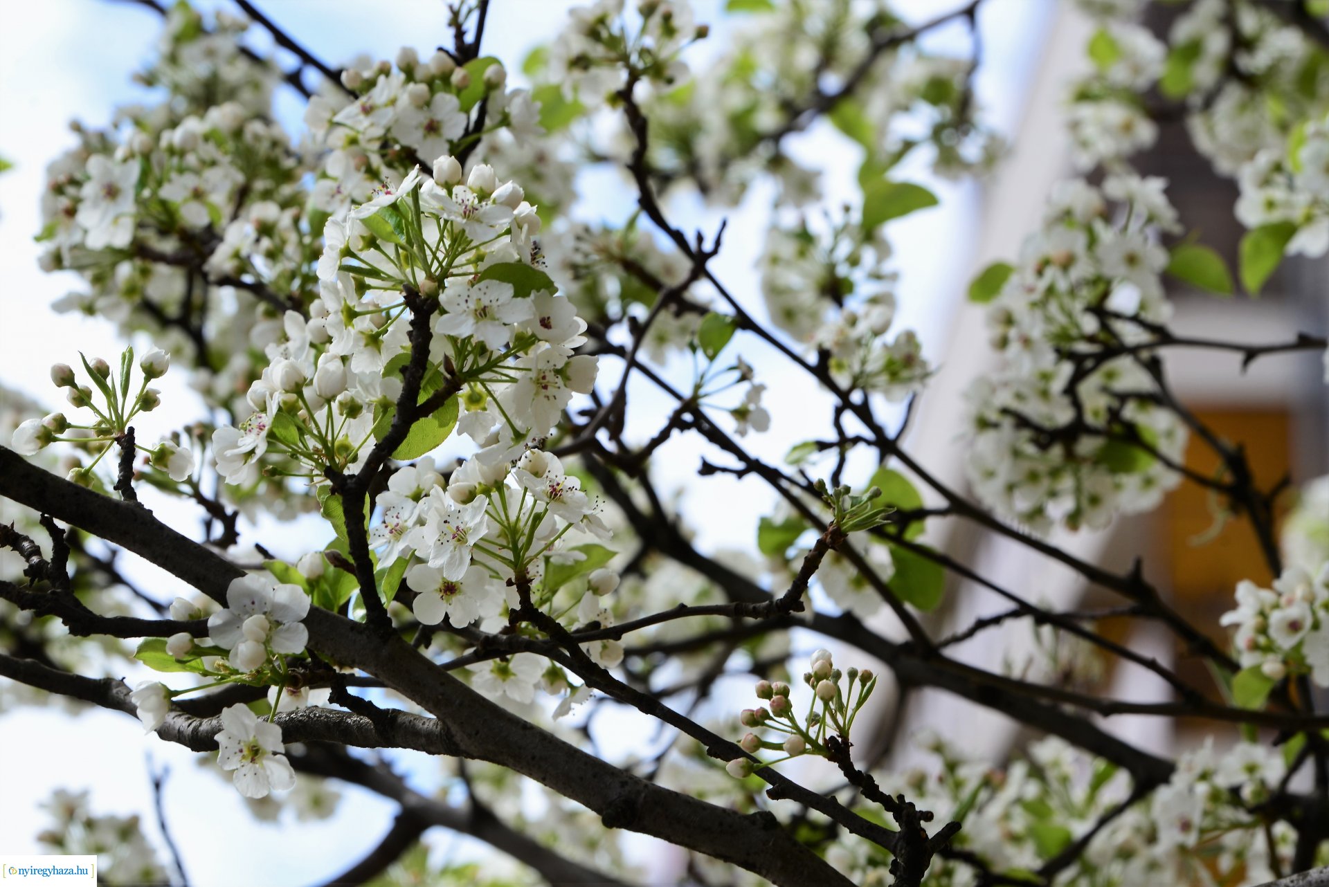 Az tavasz korai hírnökei belvárosunkban