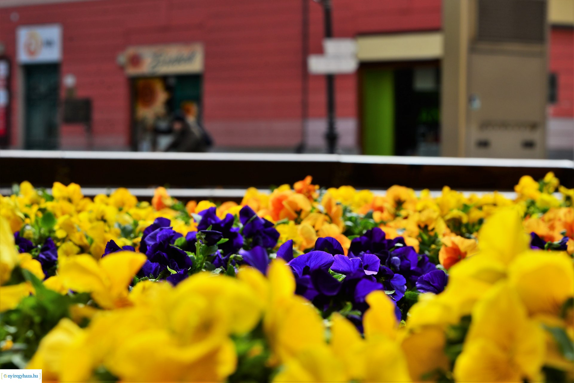 Az tavasz korai hírnökei belvárosunkban