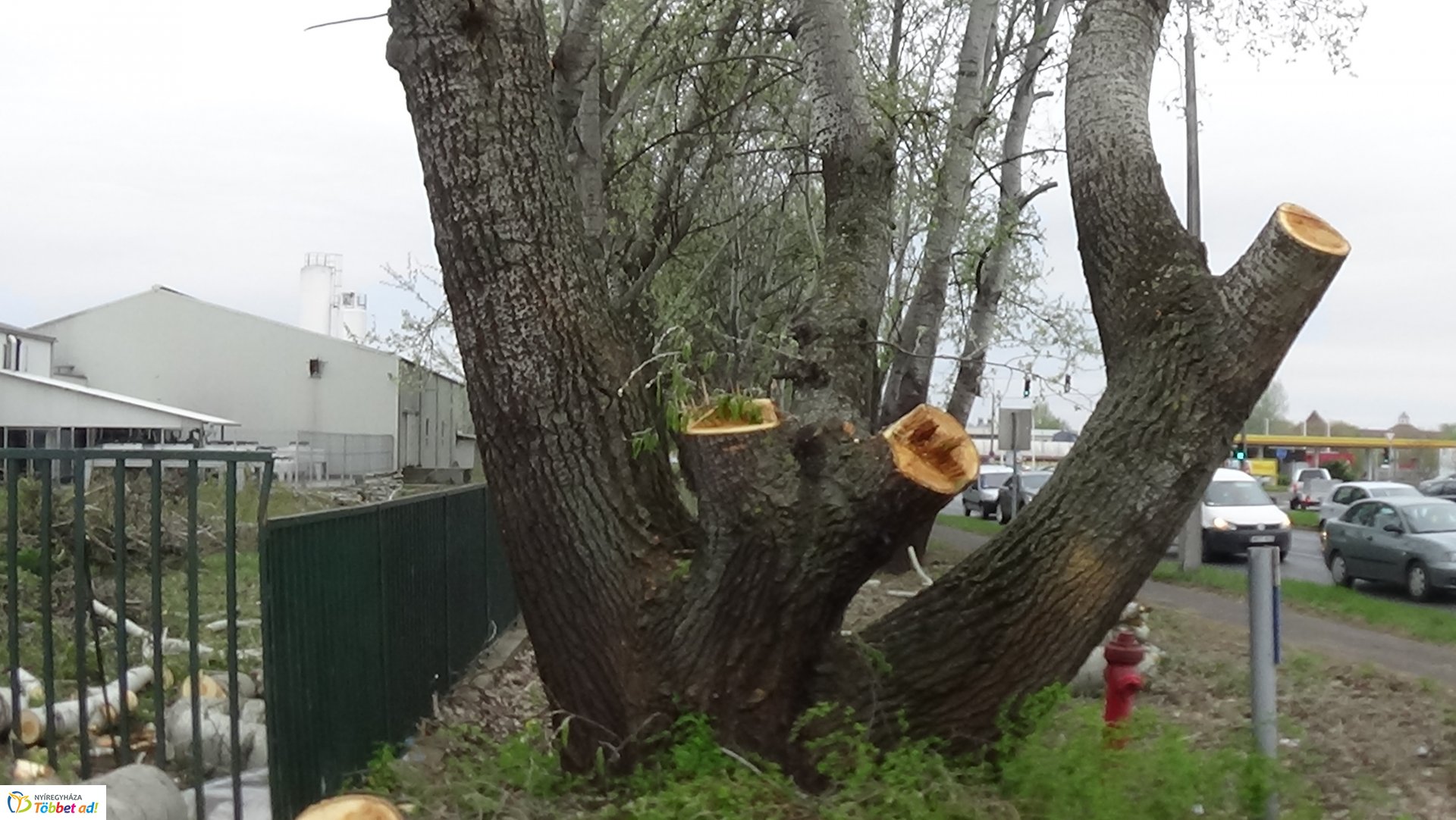 Balesetveszélyes fákat vágnak ki