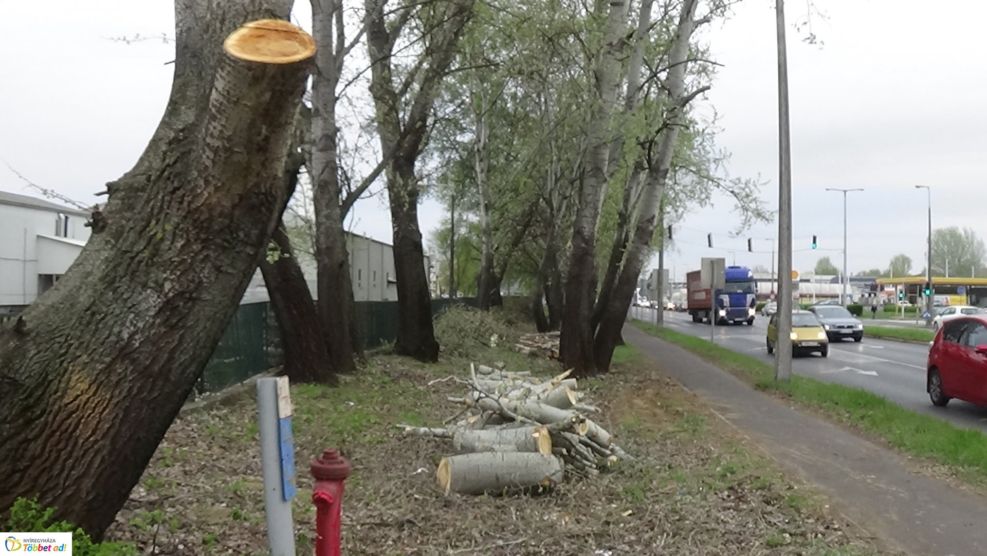 Balesetveszélyes fákat vágnak ki