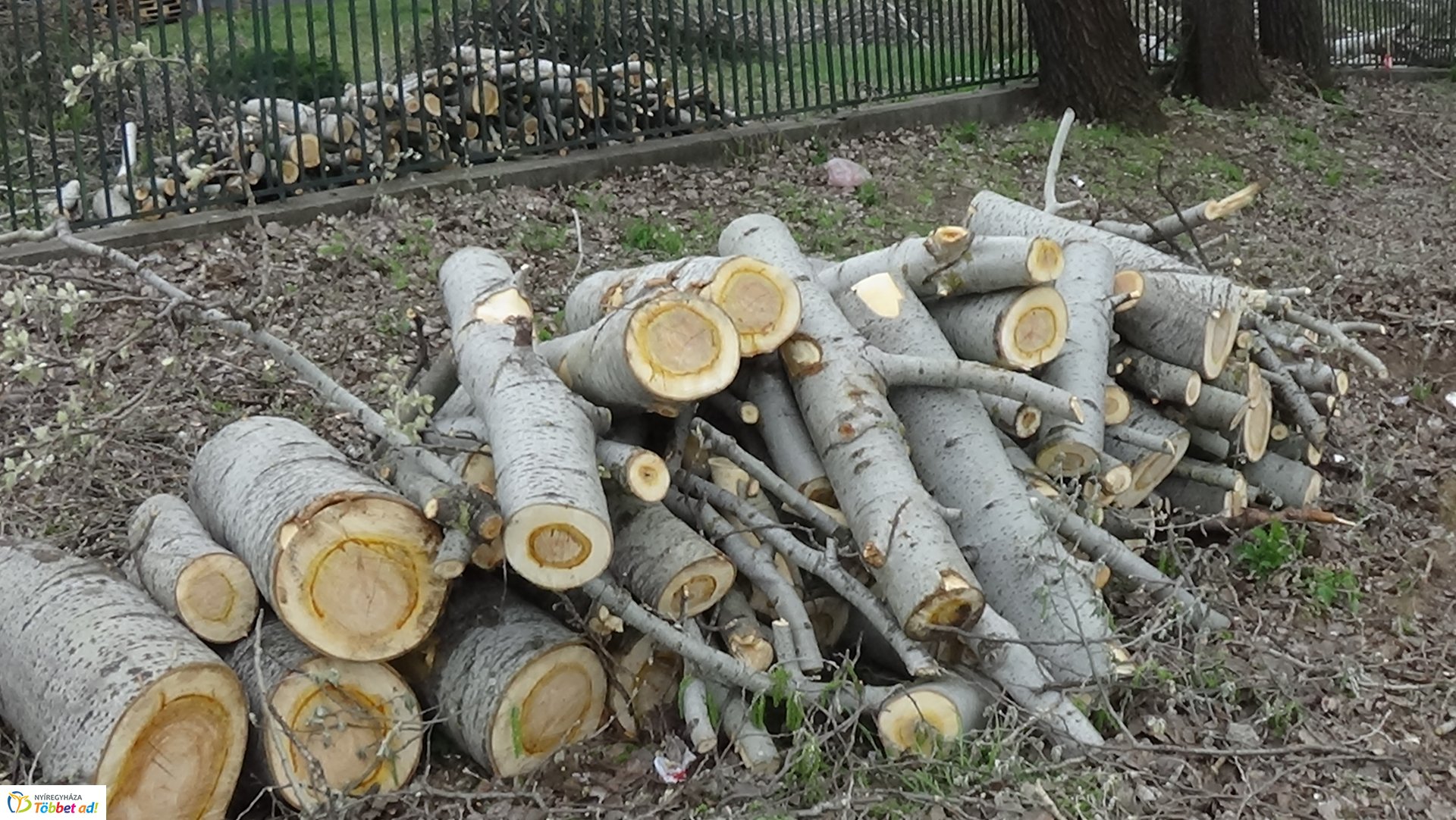 Balesetveszélyes fákat vágnak ki