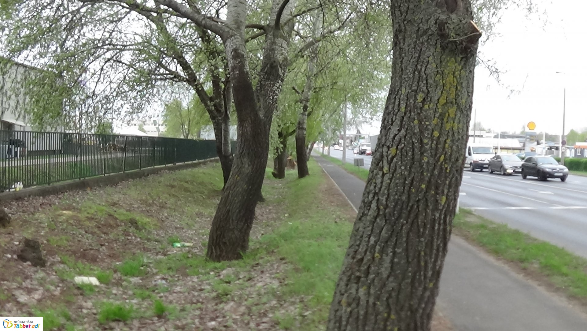 Balesetveszélyes fákat vágnak ki