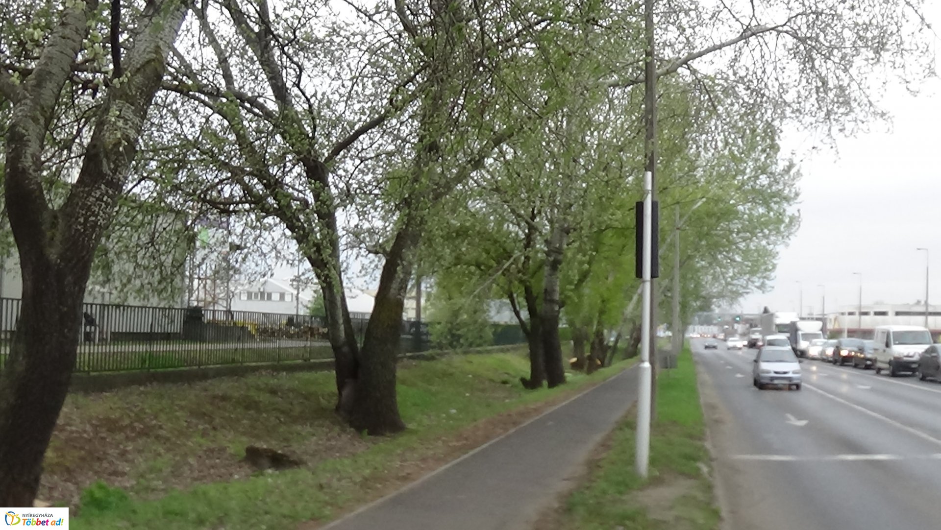 Balesetveszélyes fákat vágnak ki