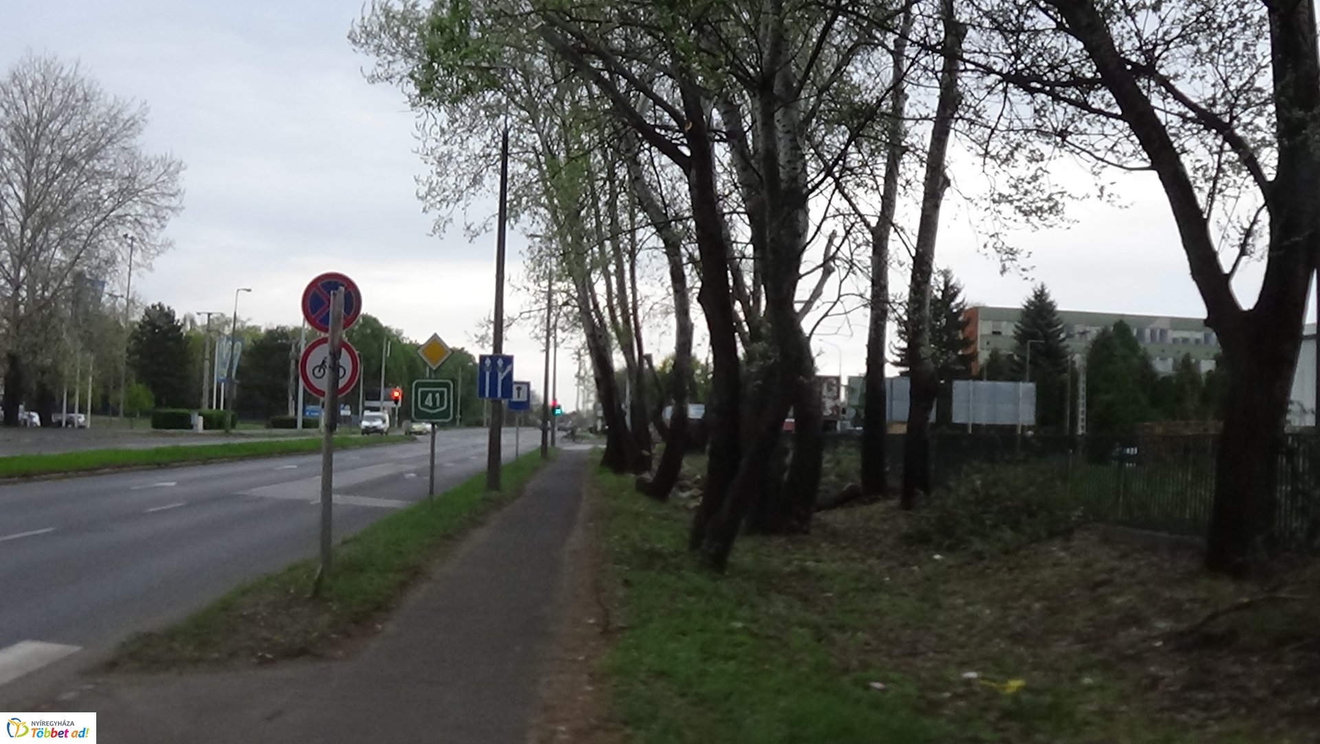 Balesetveszélyes fákat vágnak ki