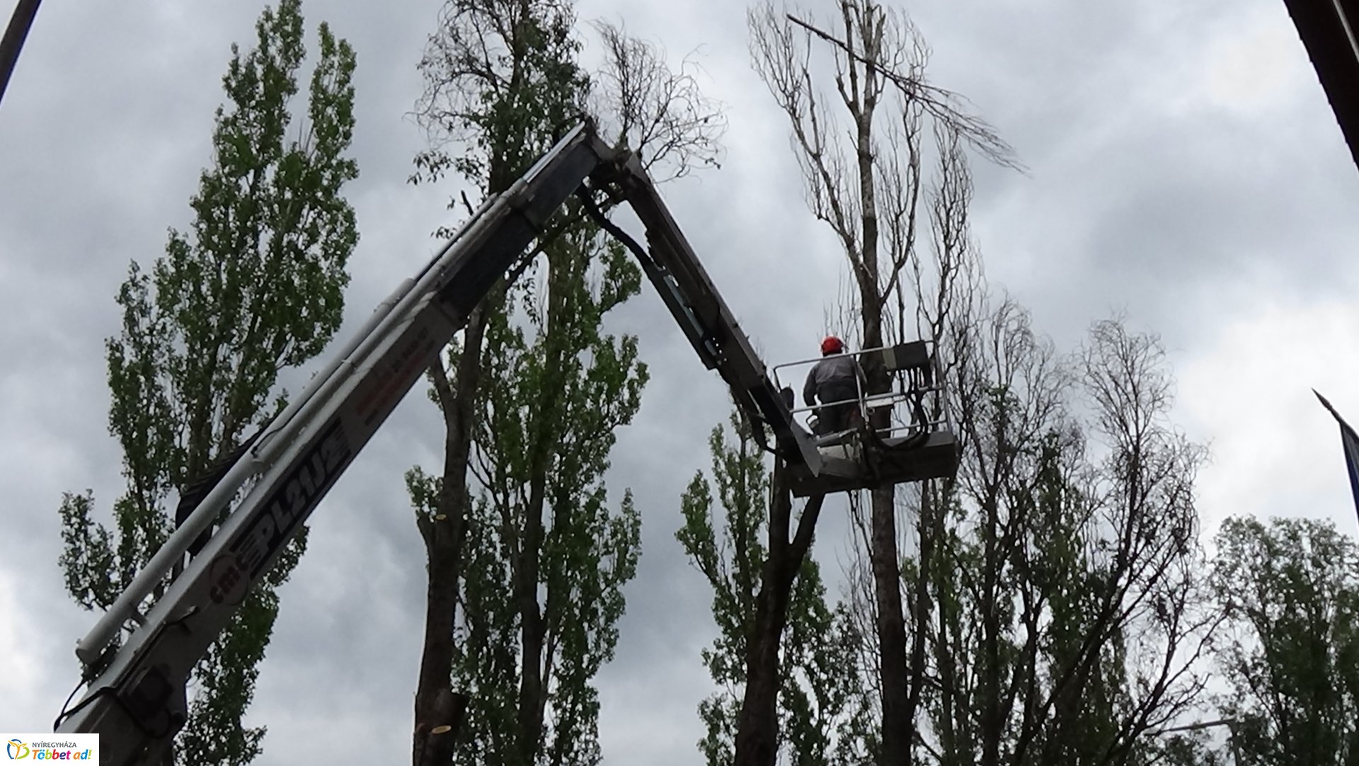 Balesetveszélyes fákat vágtak ki