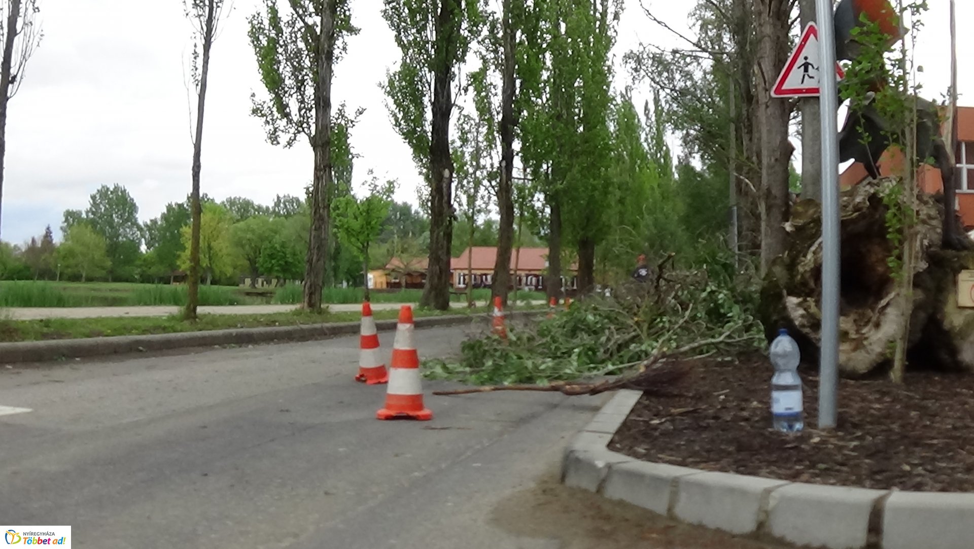 Balesetveszélyes fákat vágtak ki