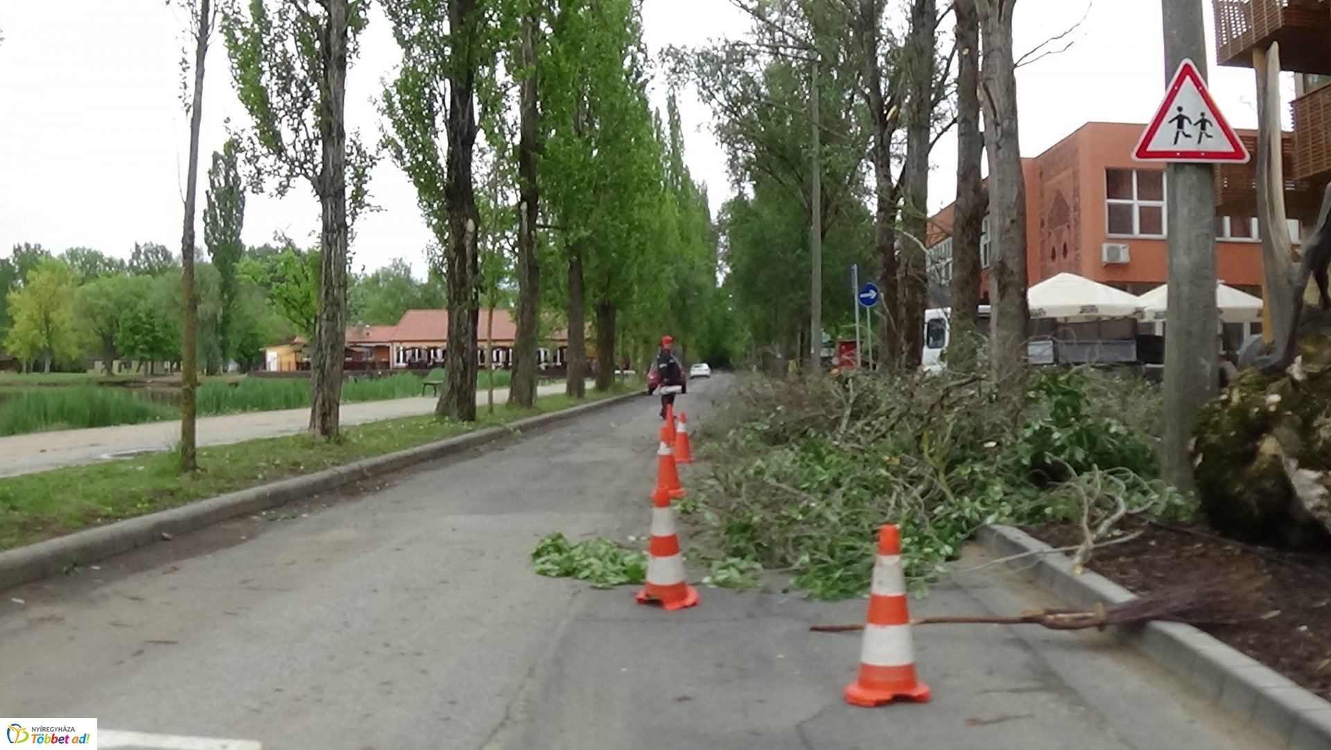 Balesetveszélyes fákat vágtak ki