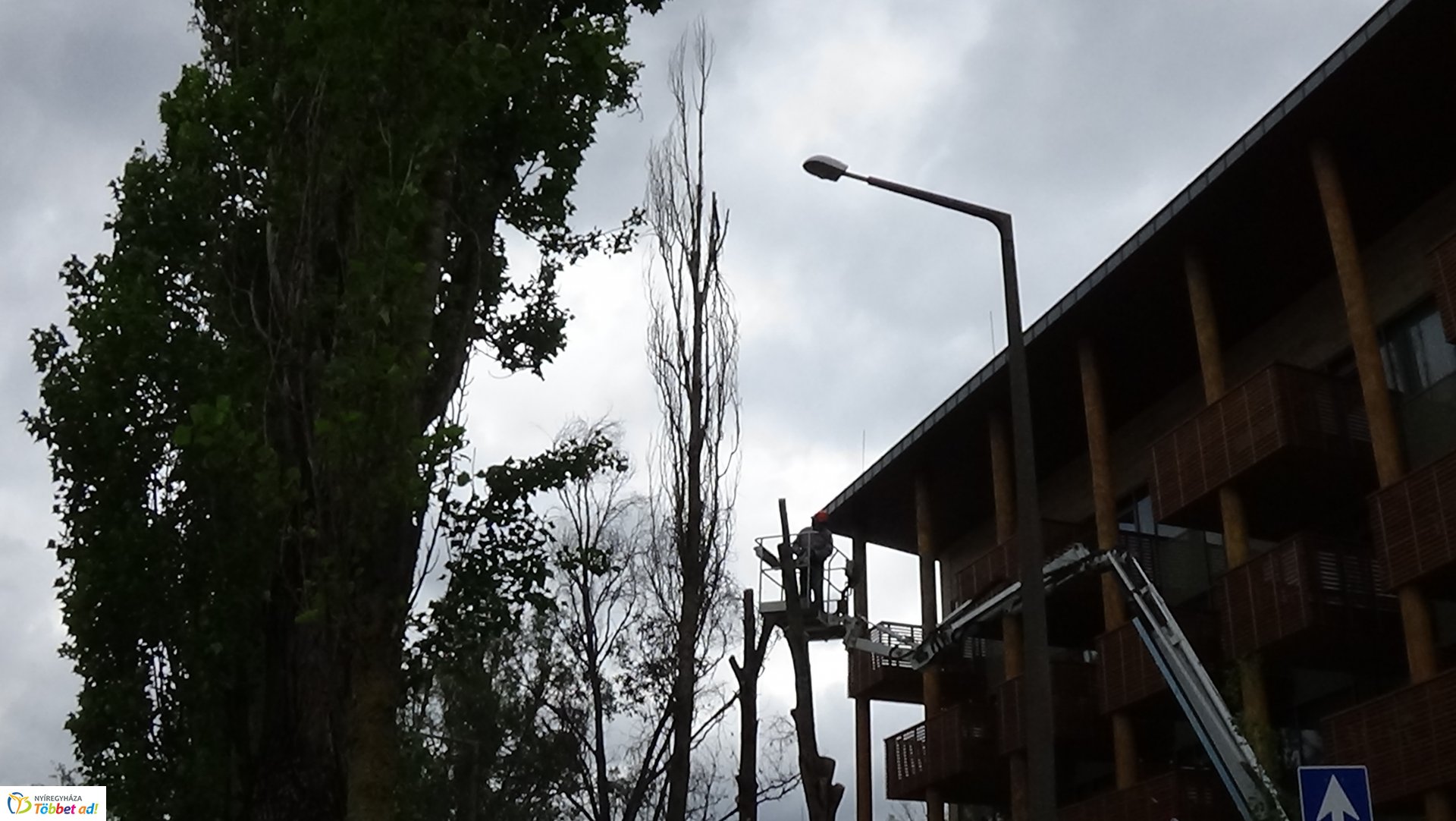 Balesetveszélyes fákat vágtak ki