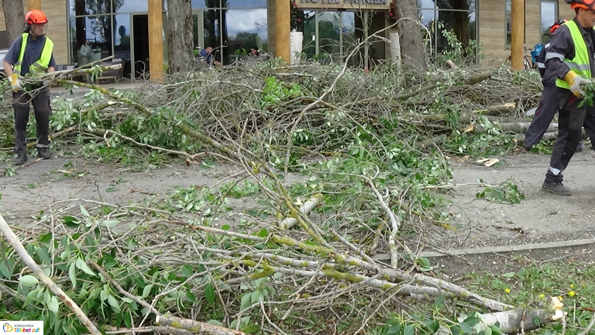 Balesetveszélyes fákat vágtak ki