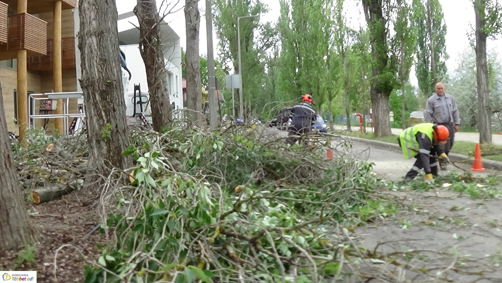 Balesetveszélyes fákat vágtak ki
