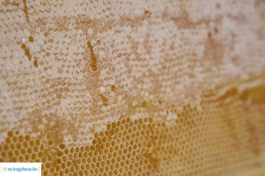 Barátságban a méhekkel a kertvárosi iskolában