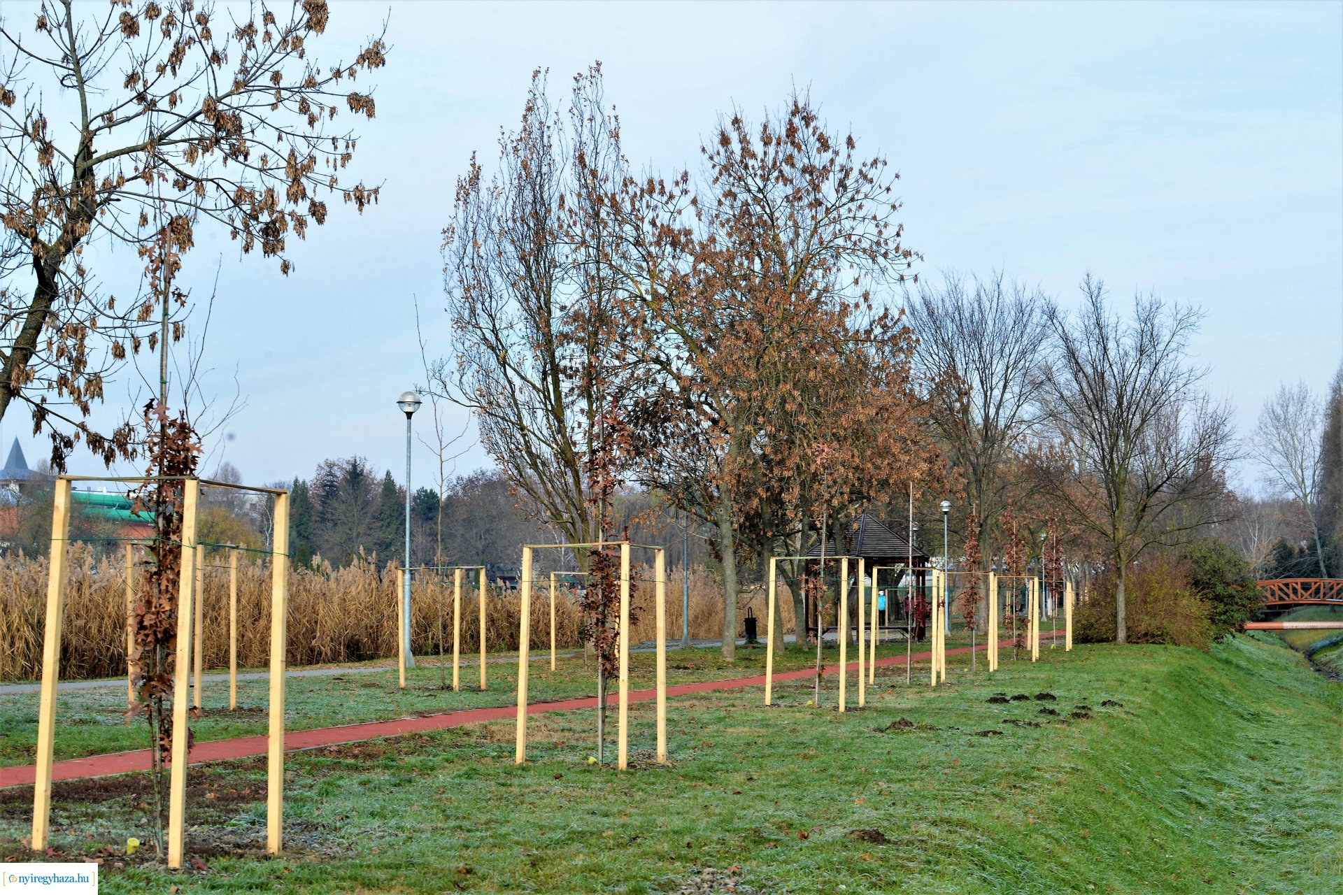 Befejeződött az ősz fásítási program